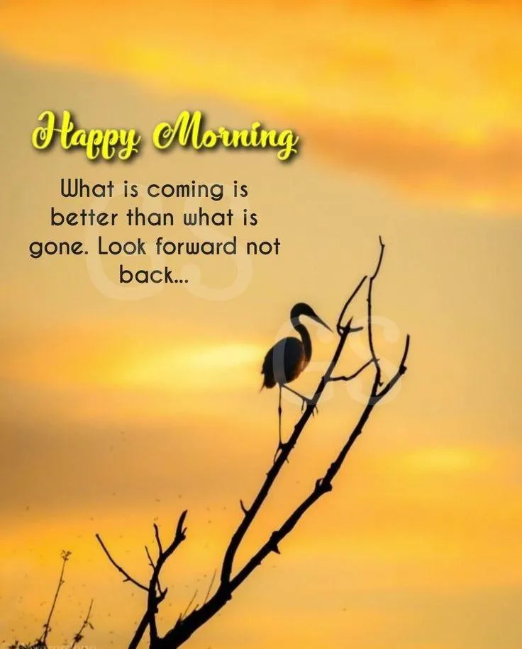 Inspiring Sunrise and Branch with Motivational Good Morning