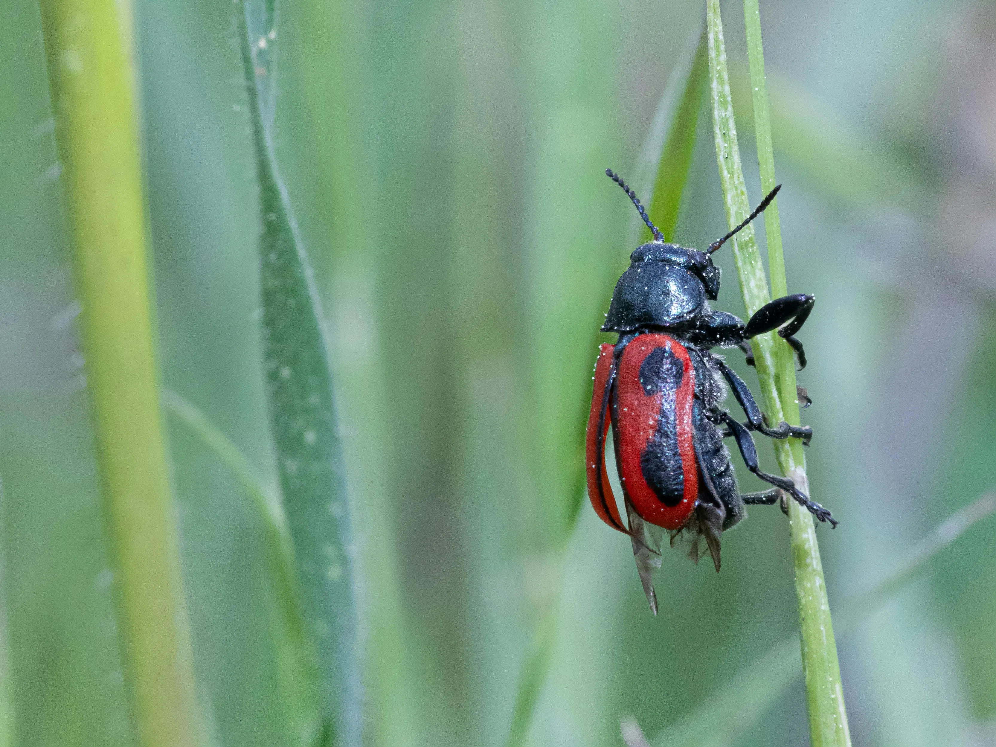 Ladybug on Grass Showing Harmony in Nature Wallpaper