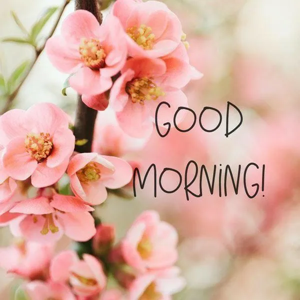 Light Orange Flower Design with Morning Wish Wallpaper