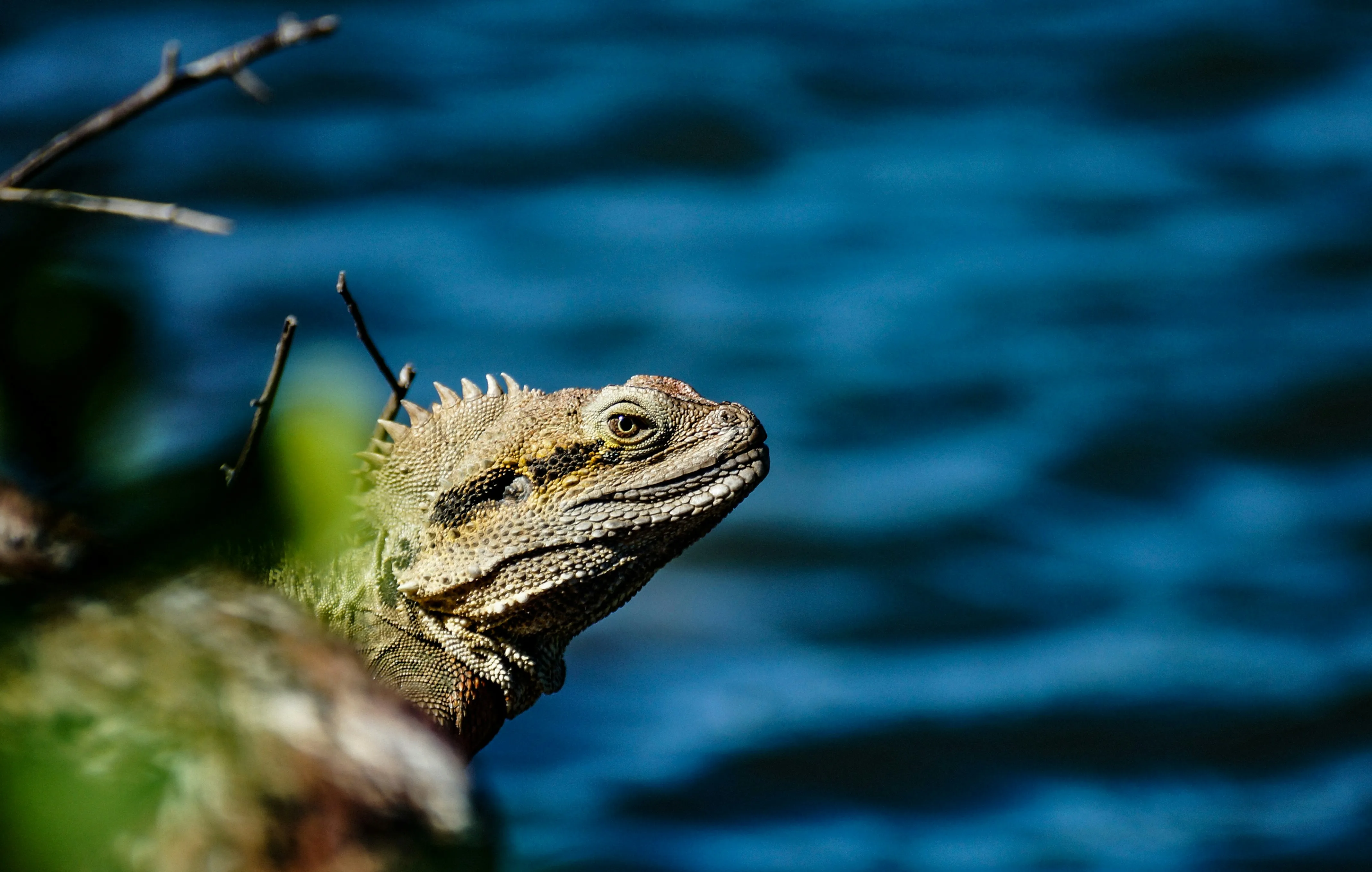Lizard Resting on Branch in Natural Sunlight Wallpaper