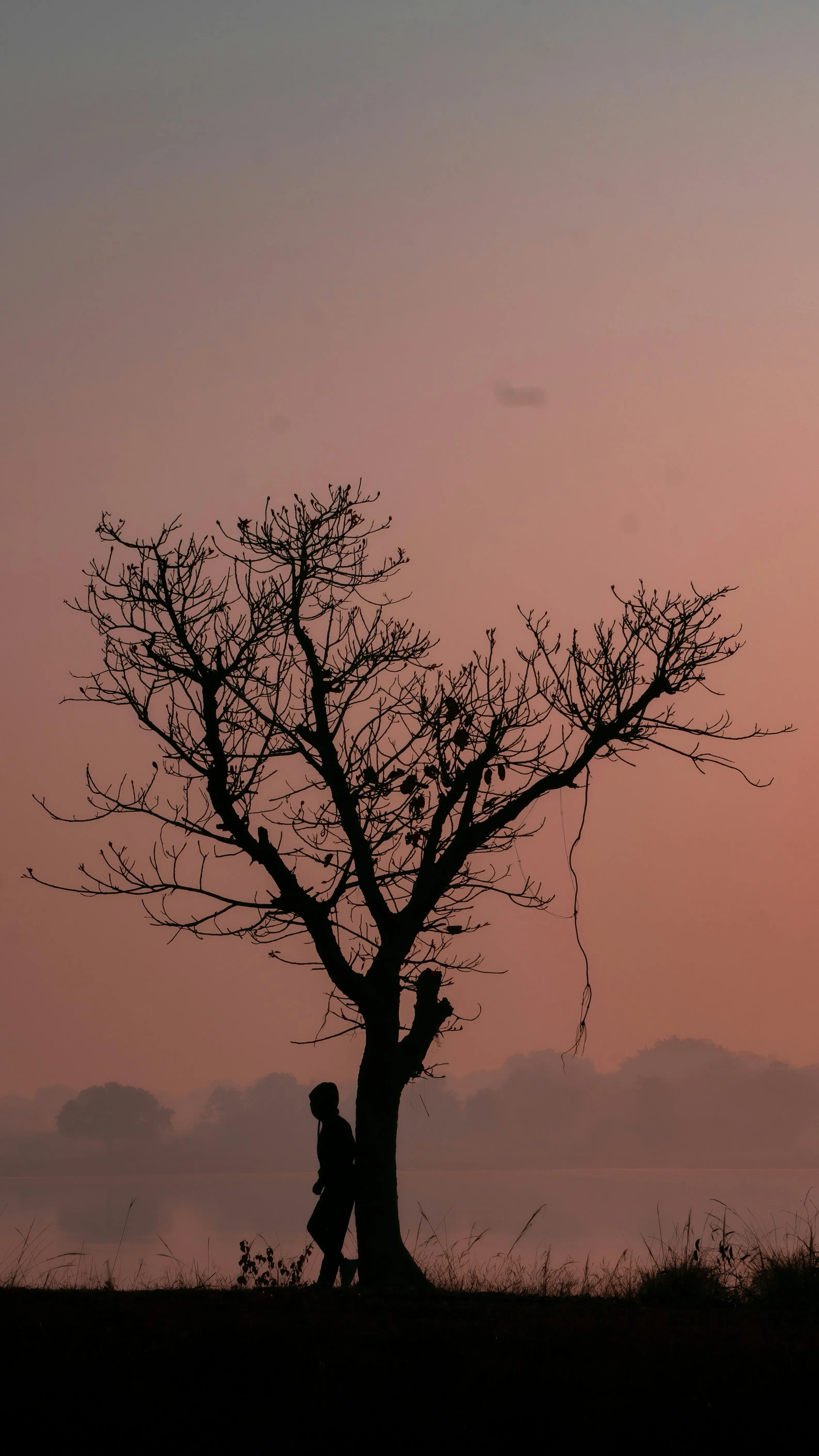 Lone Tree and Man Silhouette Against Evening Sky Wallpaper