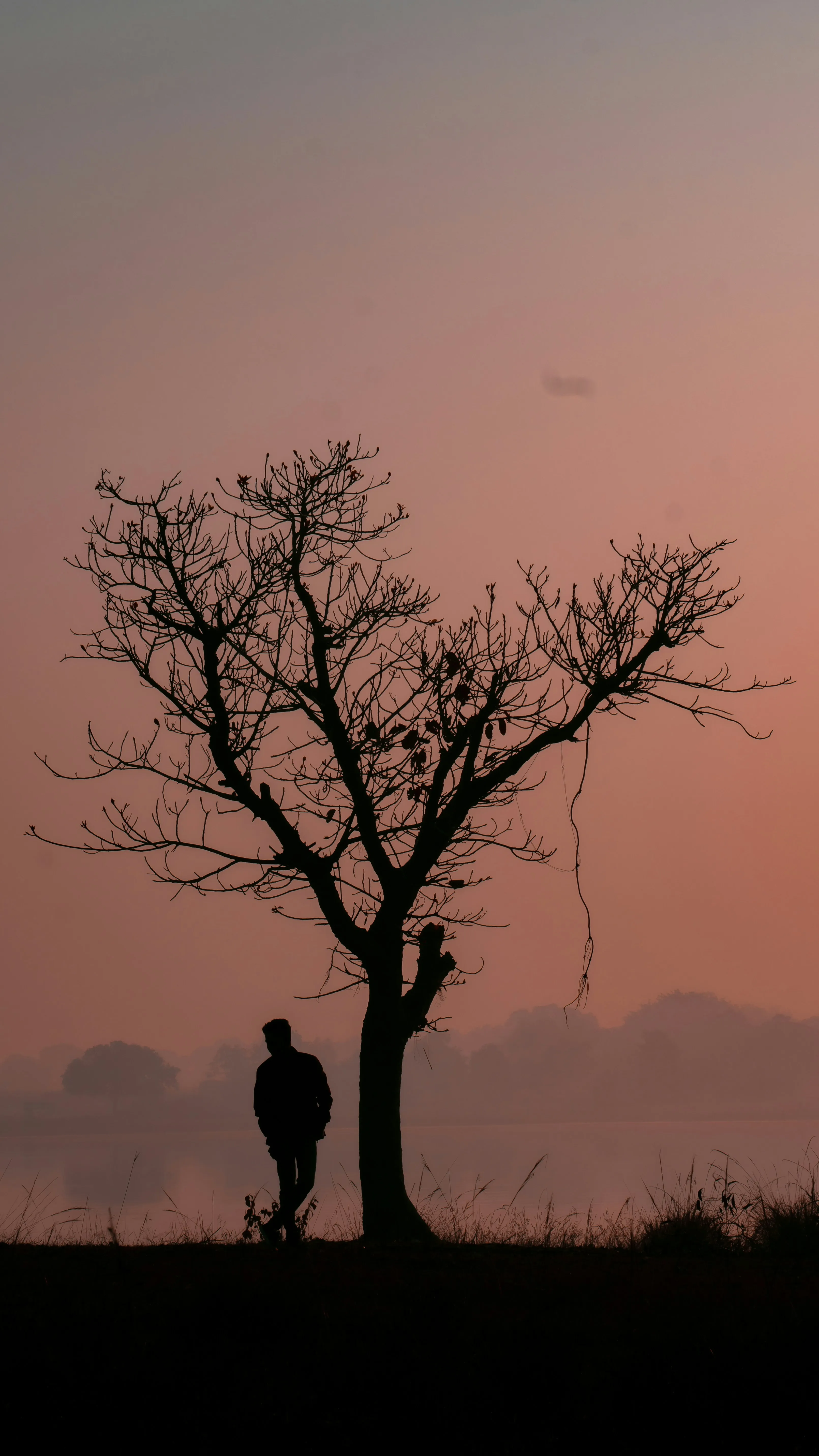 Lonely Tree Silhouette Under Orange Evening Sky Wallpaper