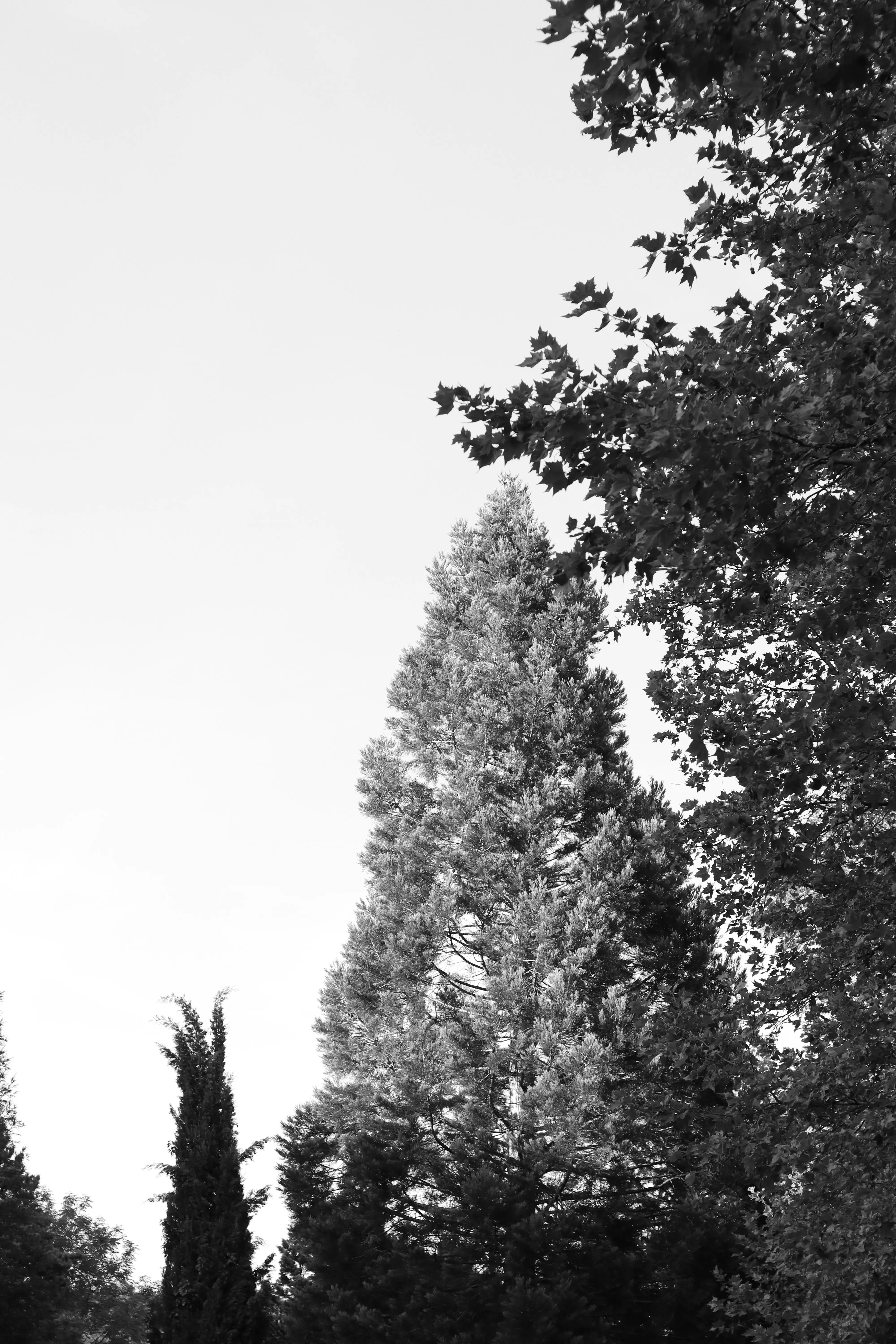 Lonely Tree Standing Tall Against White Sky View Wallpaper