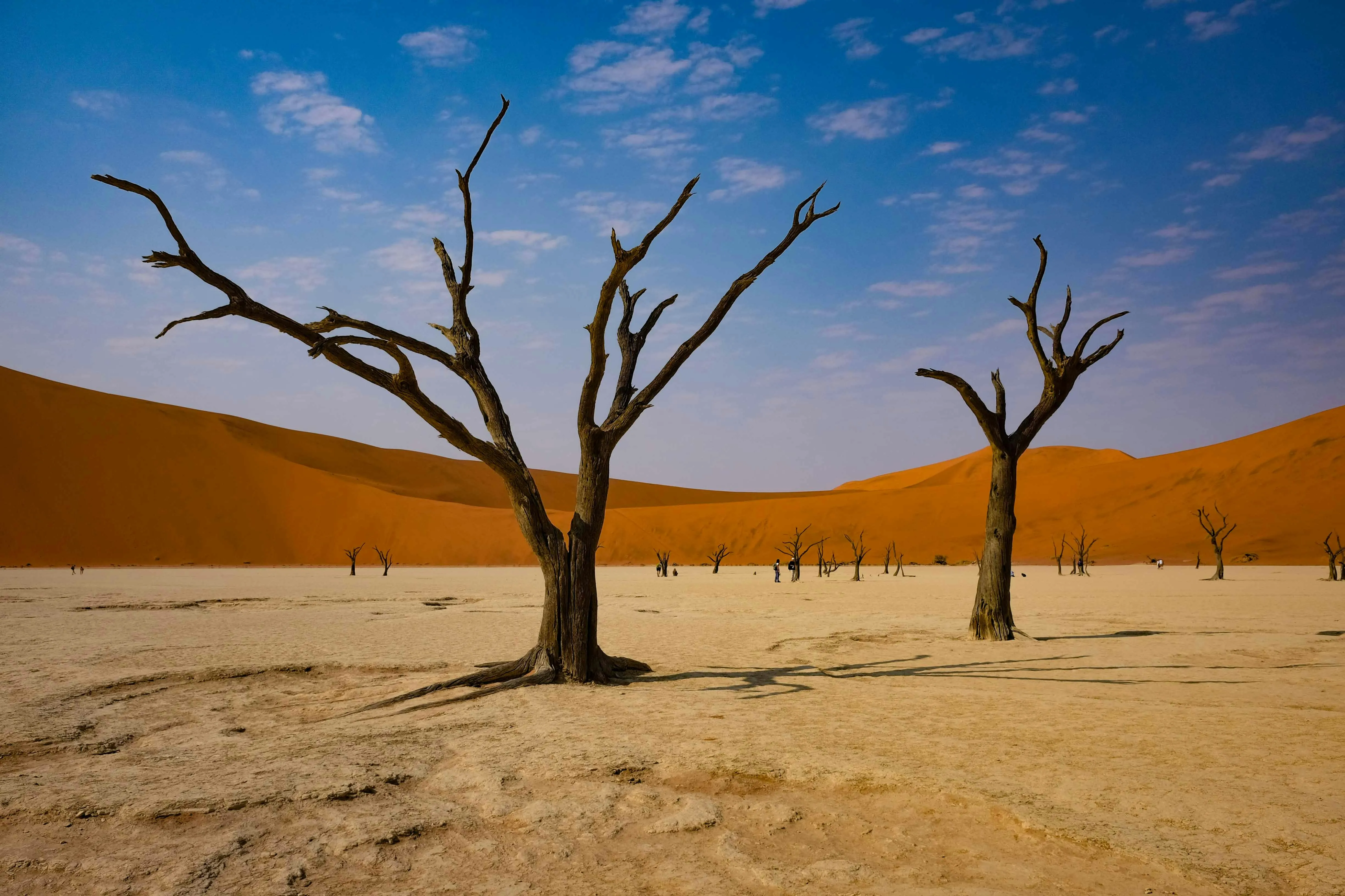 Lonely Trees Standing Together in Desert Calm Wallpaper
