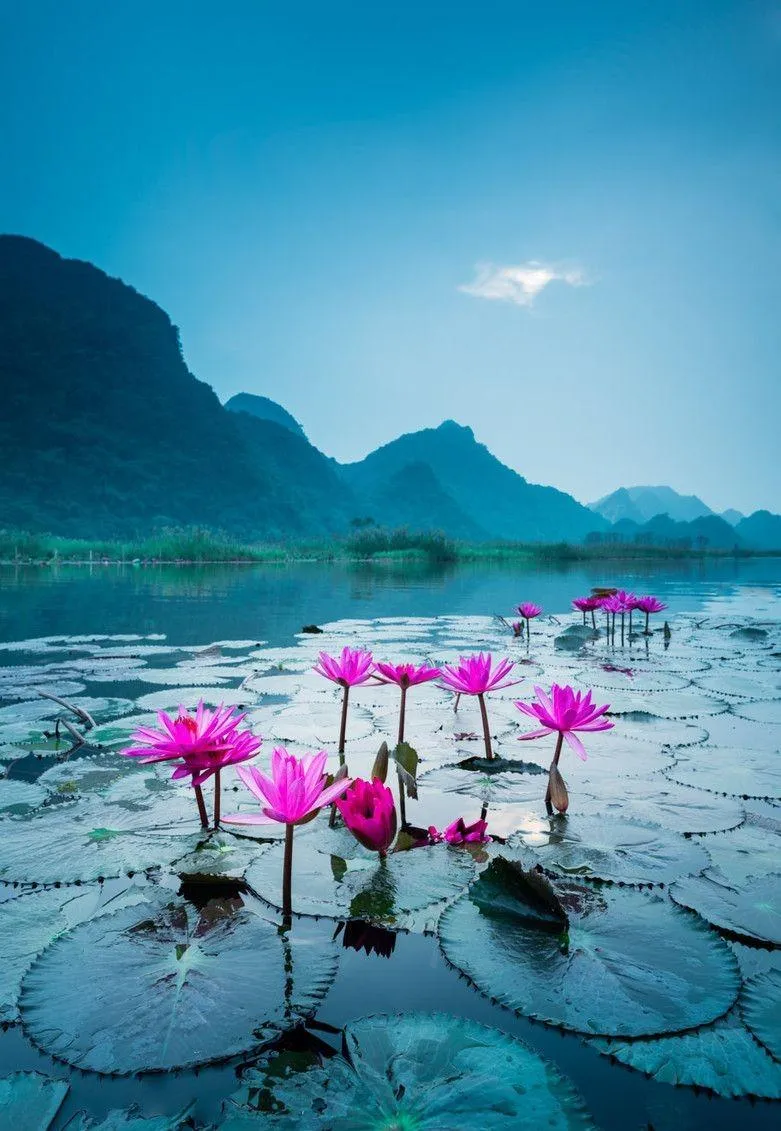 Lotus Flowers Floating in Blue Lake At Sunrise Image