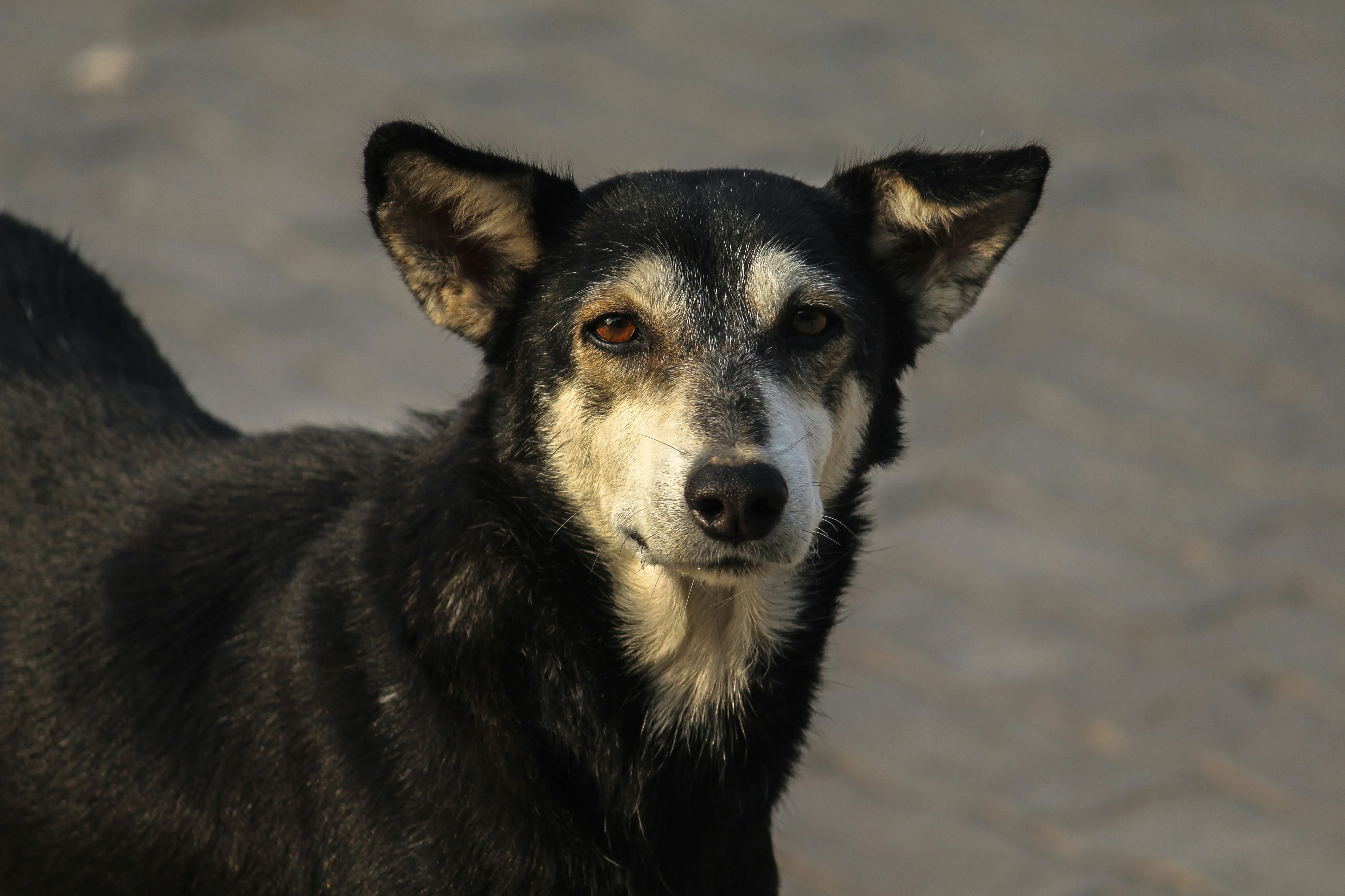 Loyal Dog Sitting on Pavement Looking at Camera Wallpaper