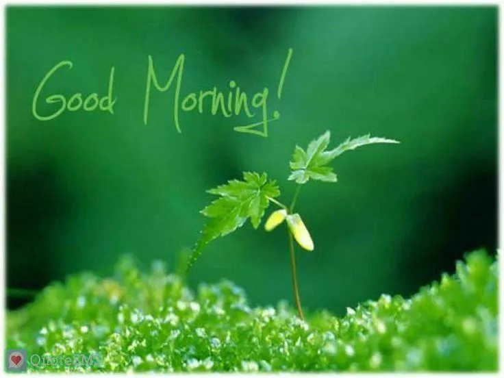 Lush Green Field with a Quiet Morning Vibe Wallpaper