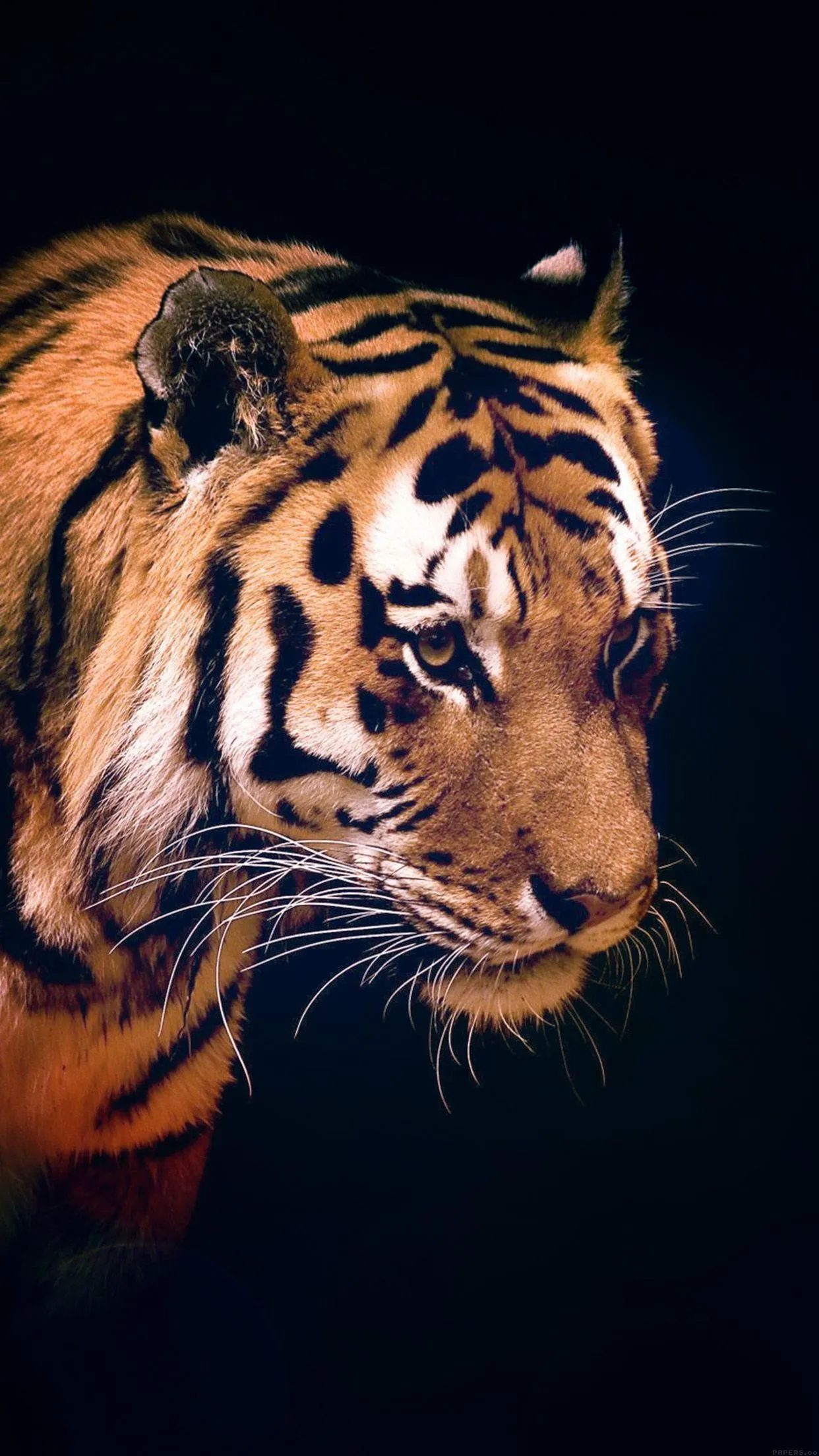 Majestic Tiger Portrait Showing Strength and Passion