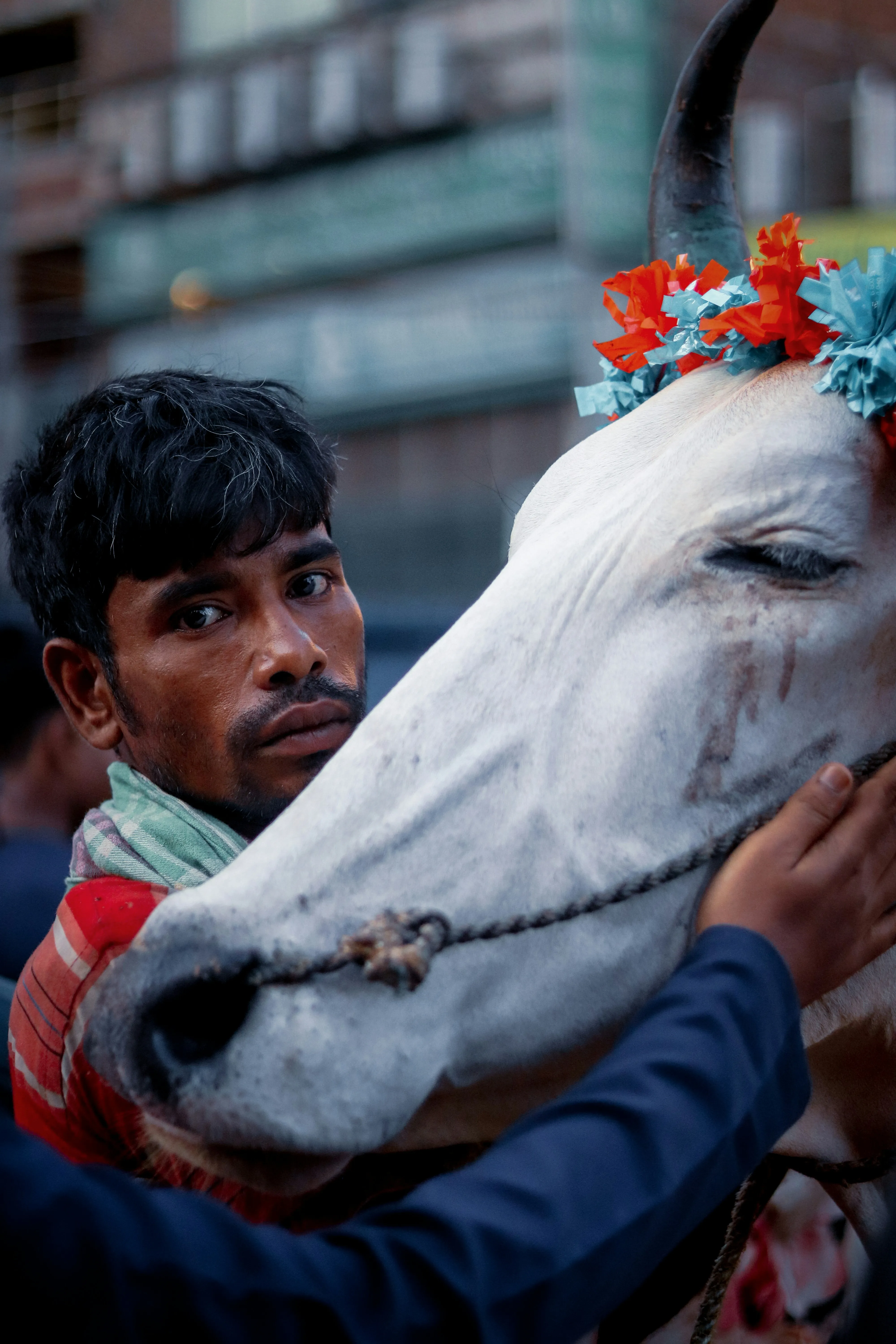 Man with Decorated White Cow in City Street Wallpaper