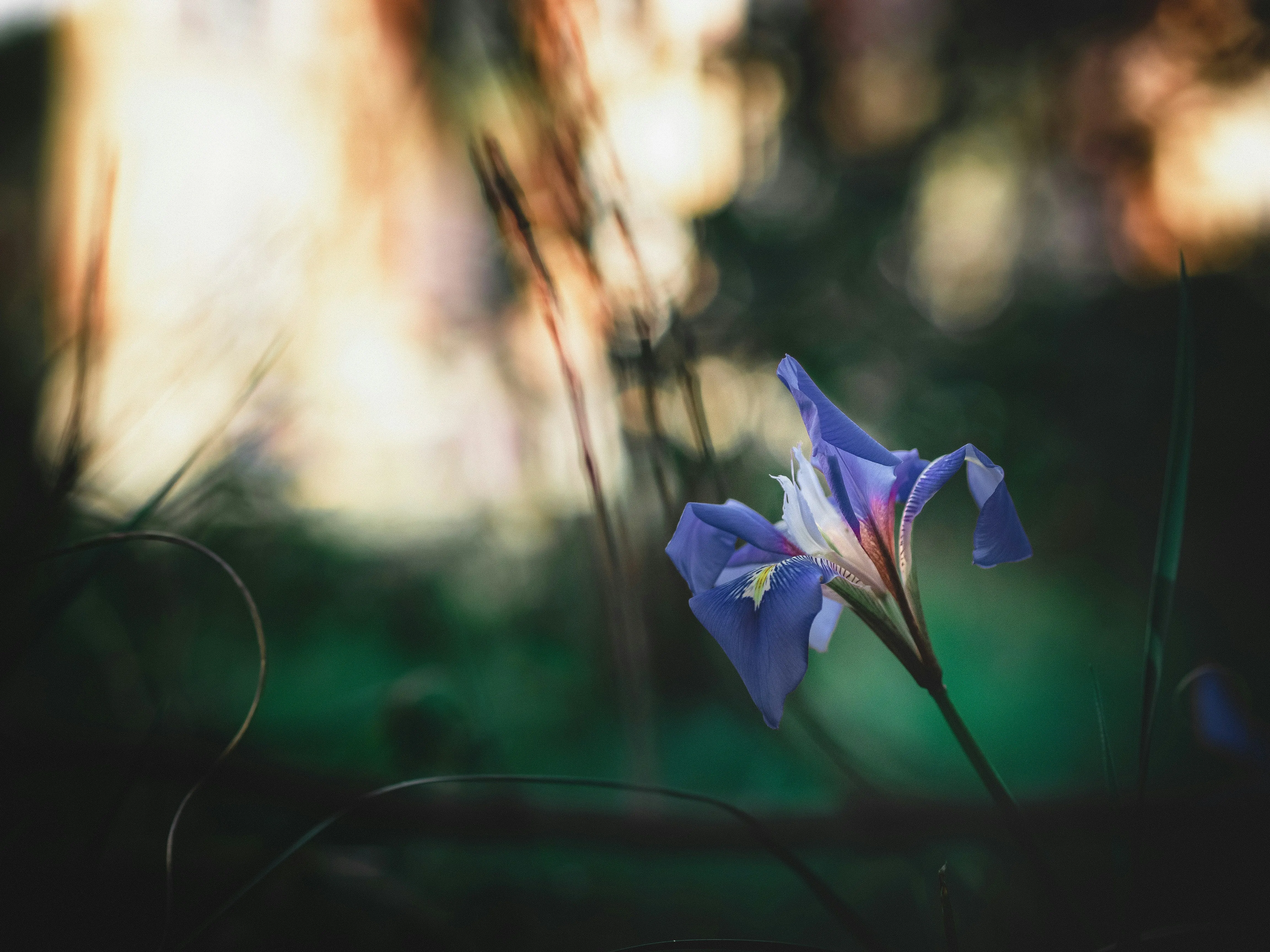 Morning Dew on Flower Petals in Gentle Sunlight Wallpaper