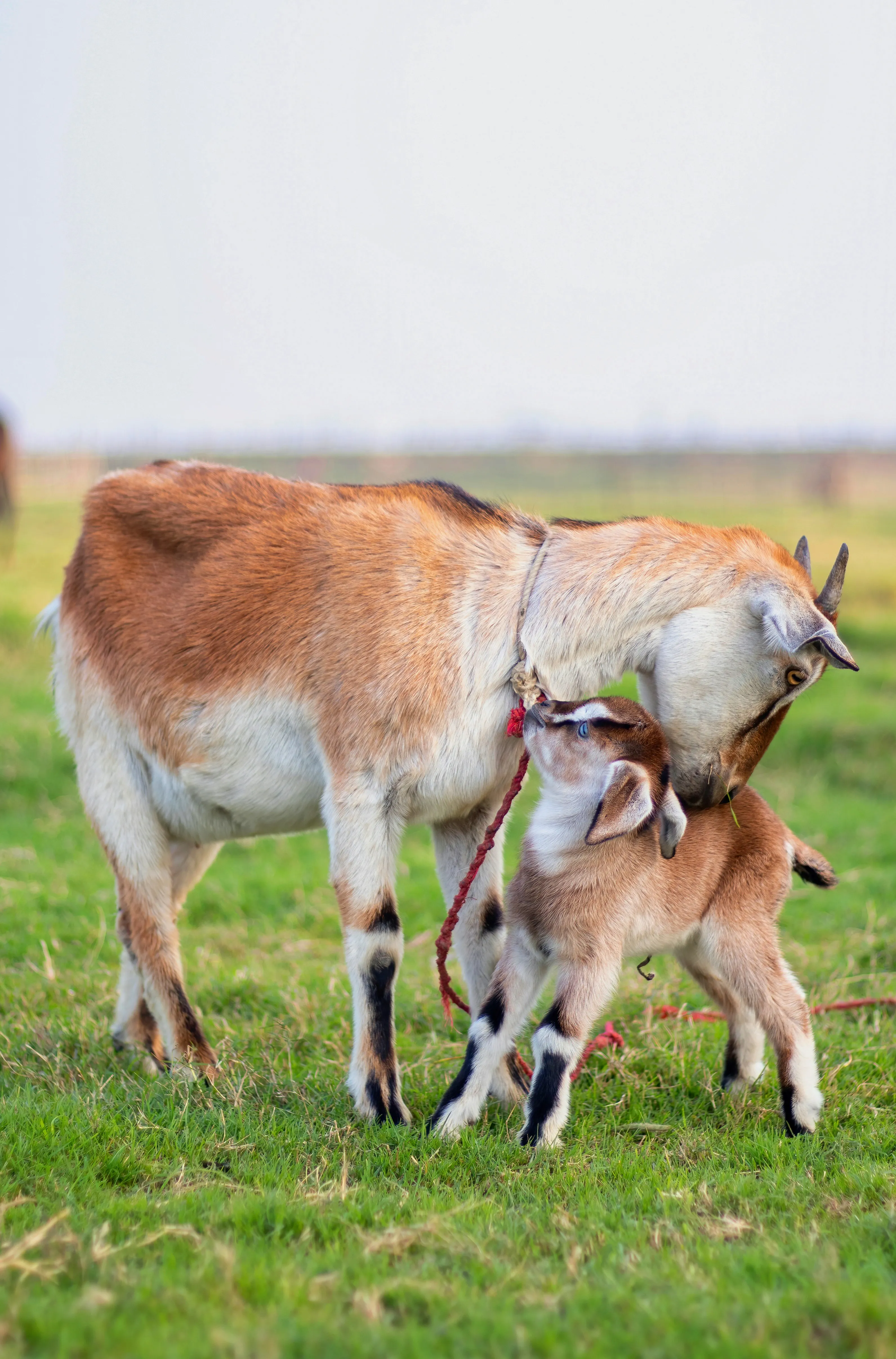 Mother Goat Caring for Baby in Green Pasture Wallpaper
