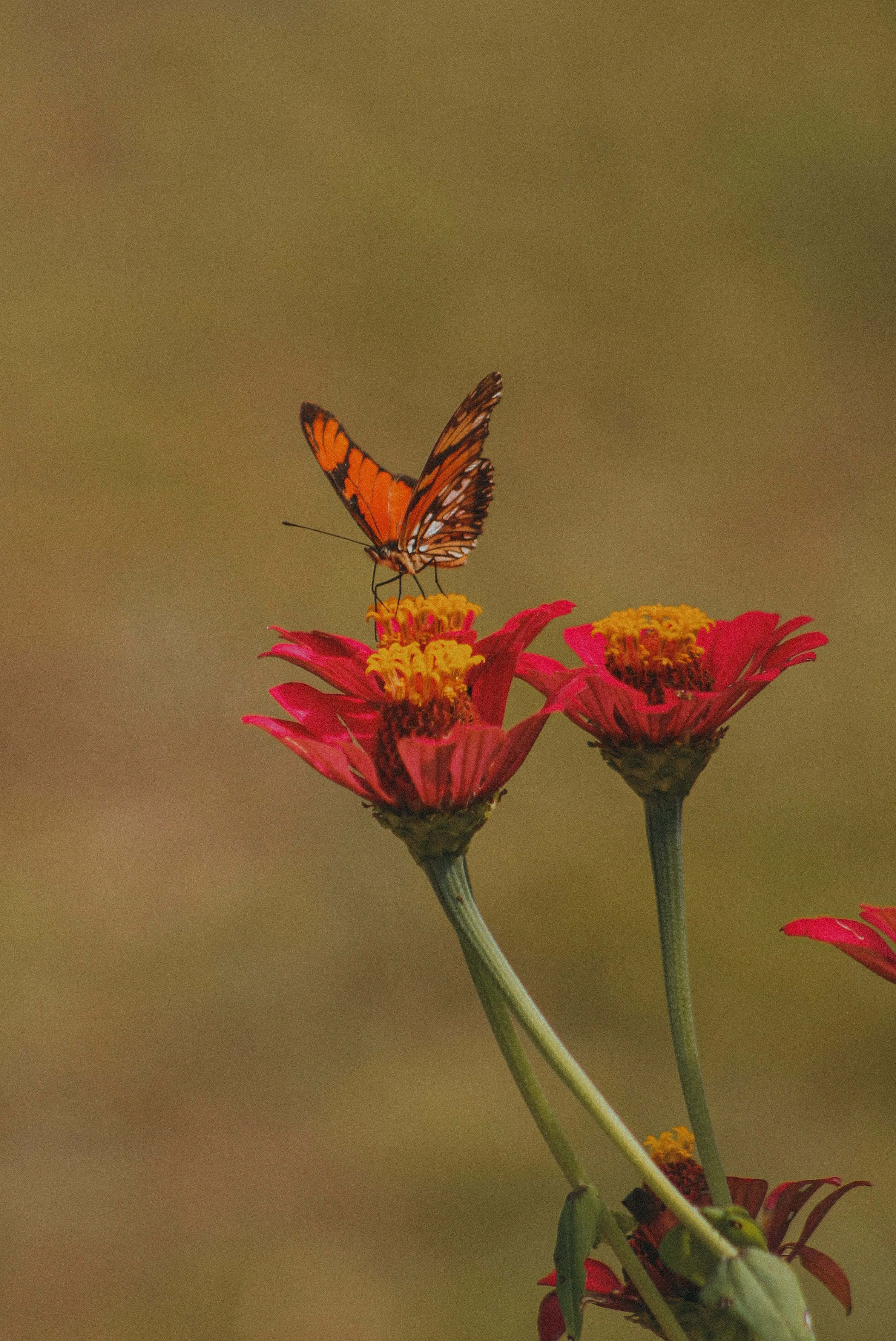Nature and Butterfly Express the Beauty of Love Wallpaper