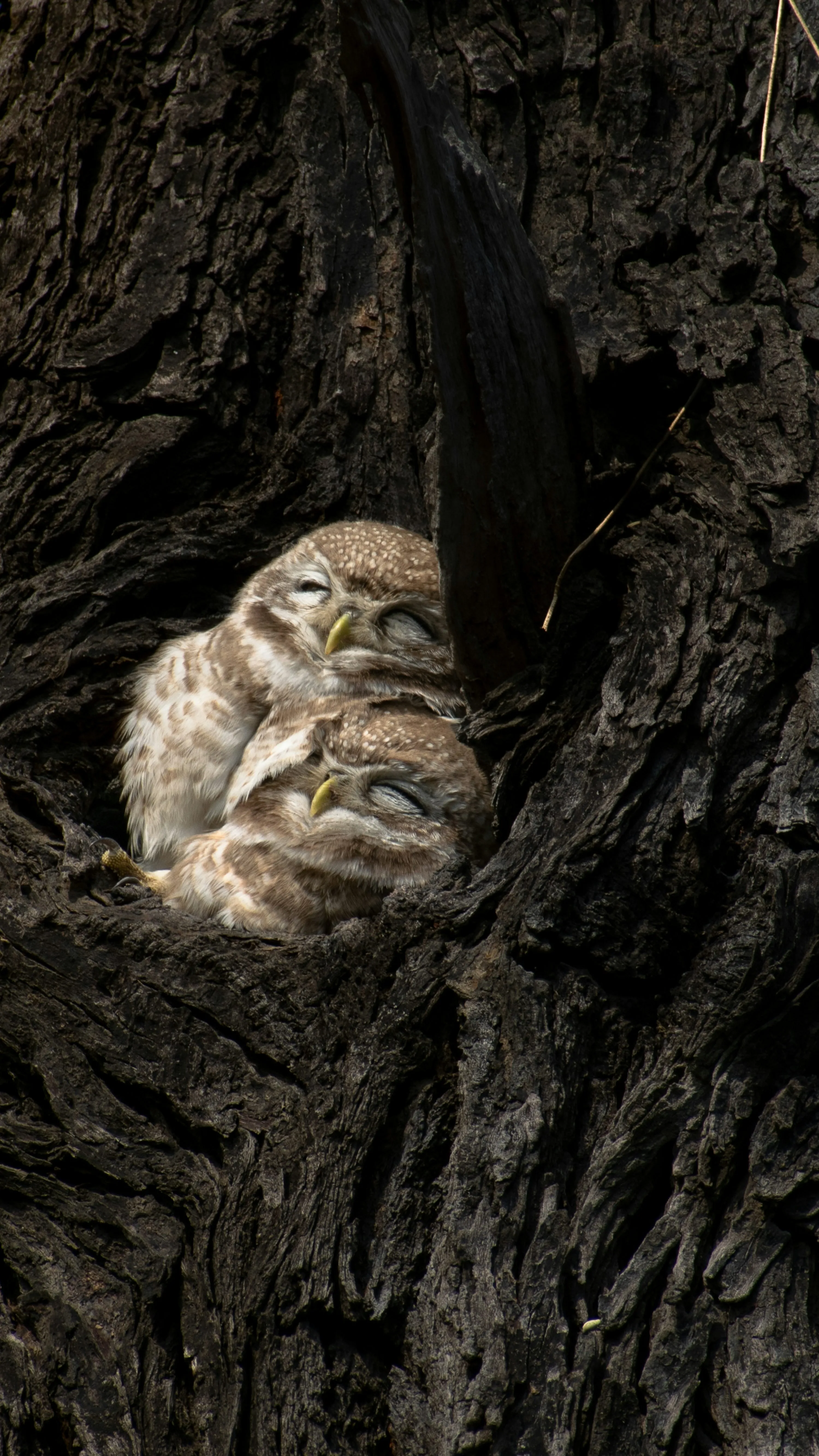 Owl Resting Peacefully in the Hollow Tree Trunk Wallpaper