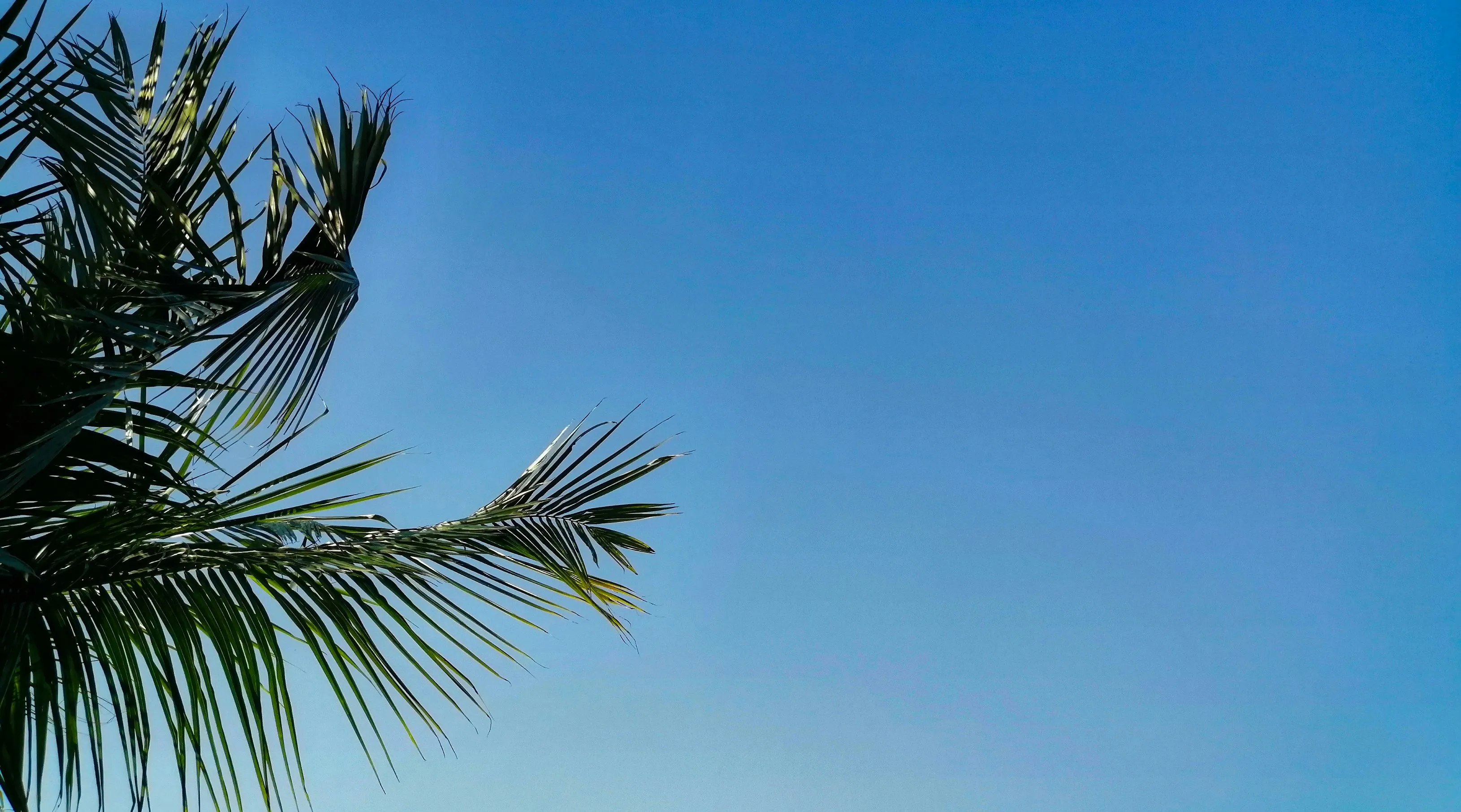 Palm Tree and Heart Balloons Showing Vacation Love Wallpaper