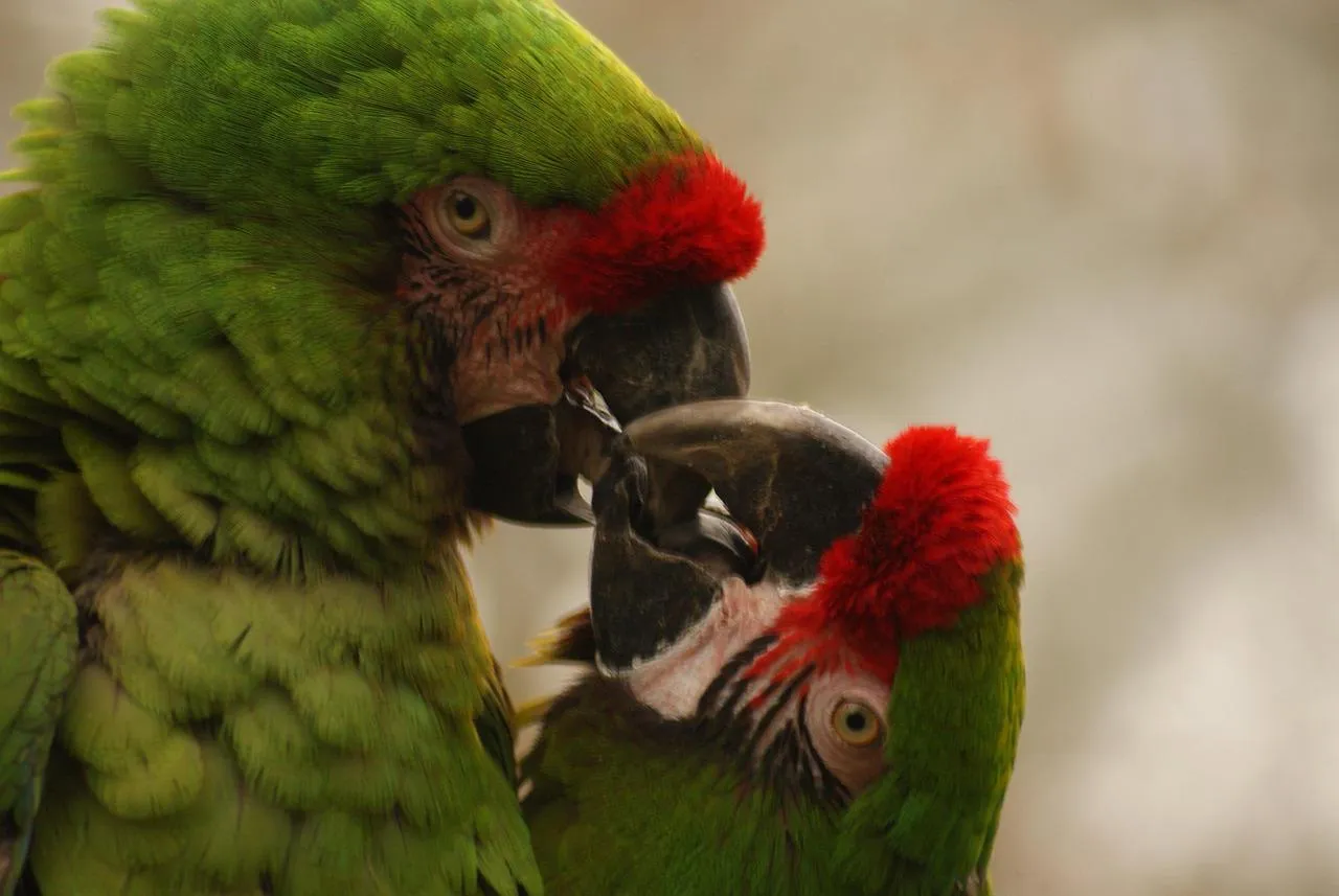 Parrots Sharing Gentle and Affectionate Bond Wallpaper