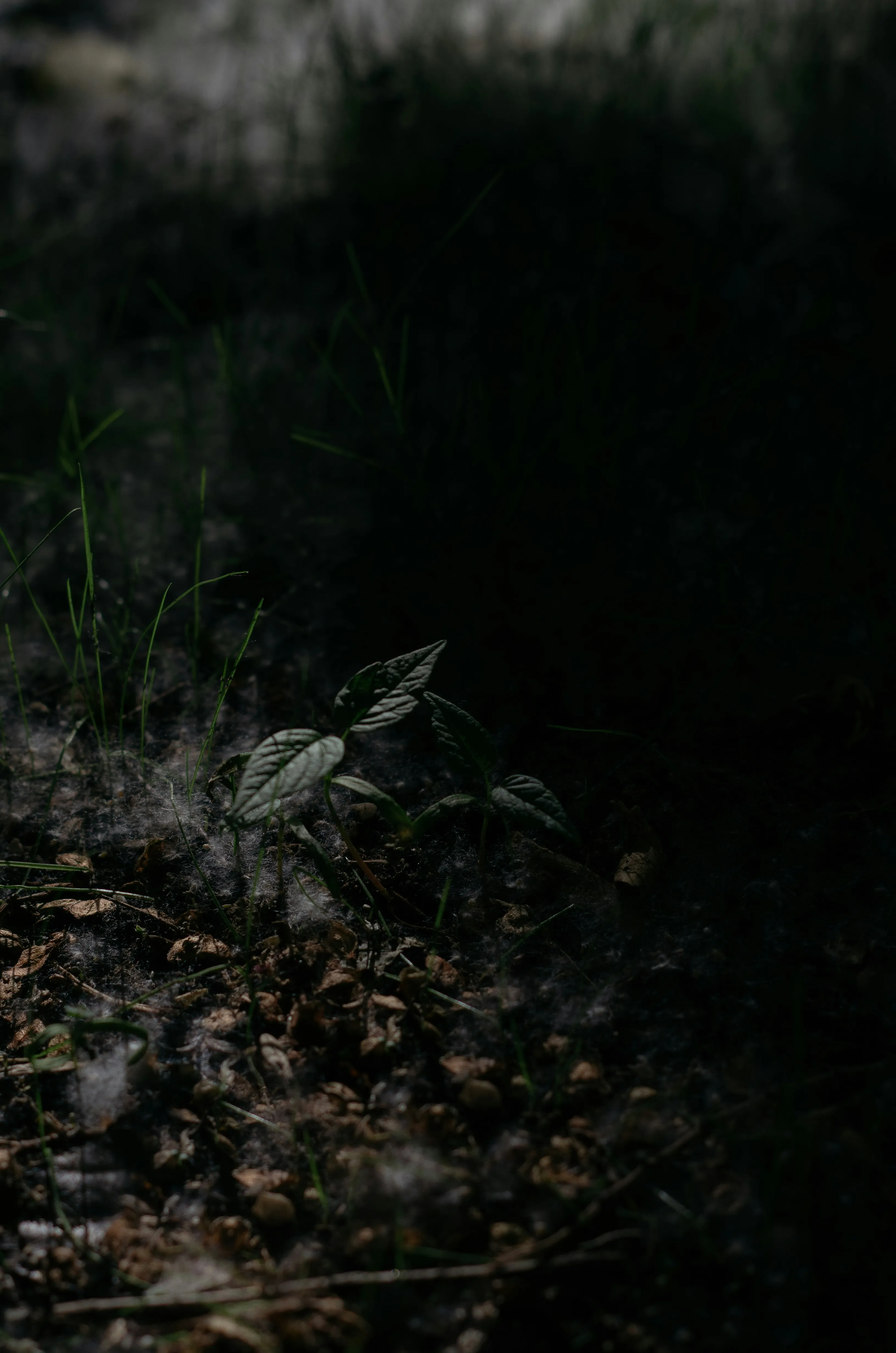 Peaceful Forest Path Representing Deep Connection Wallpaper