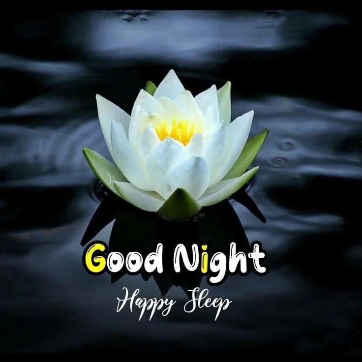 Peaceful Night with White Lotus on Black Background