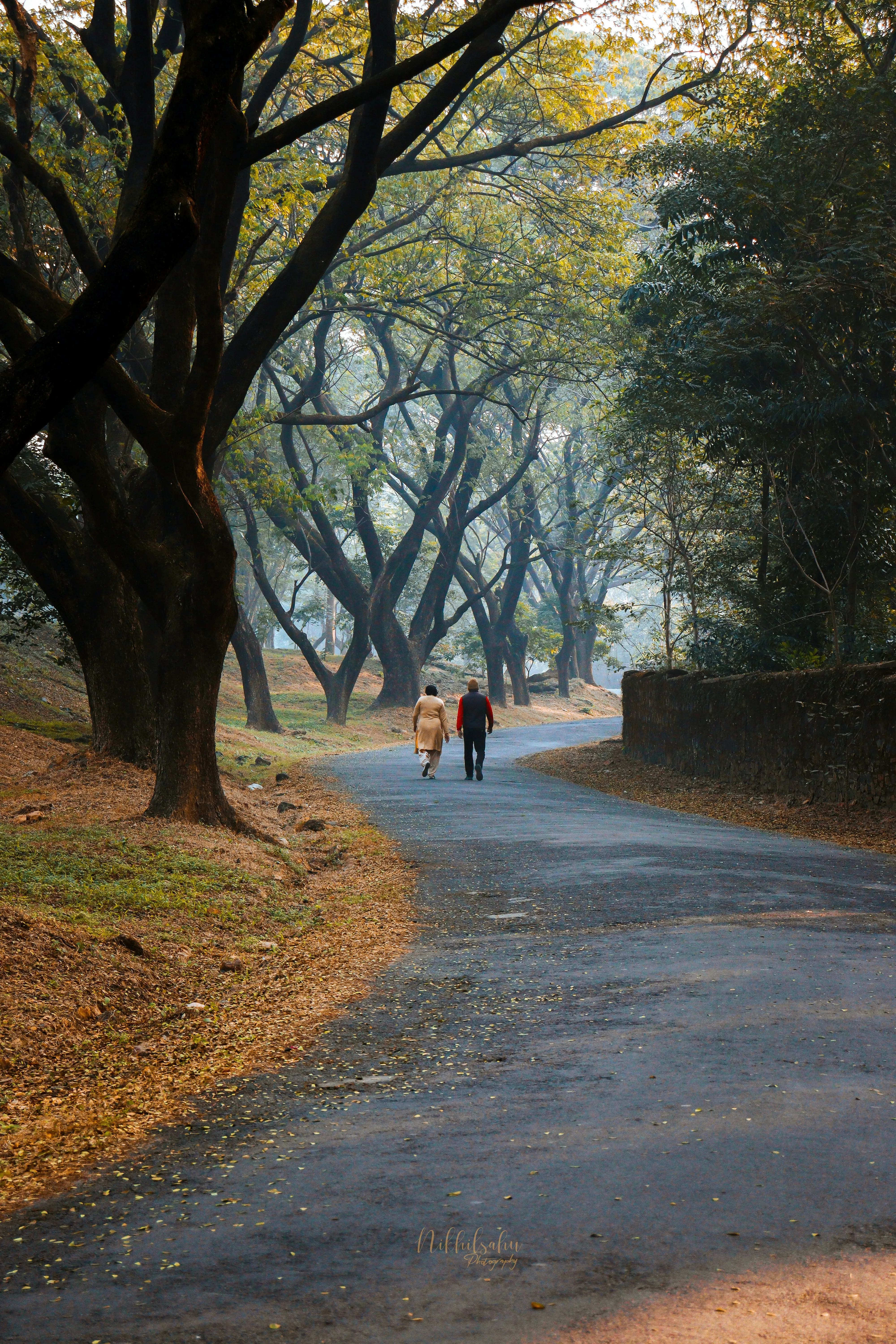 Peaceful Pathway Through Trees on a Misty Morning Wallpaper