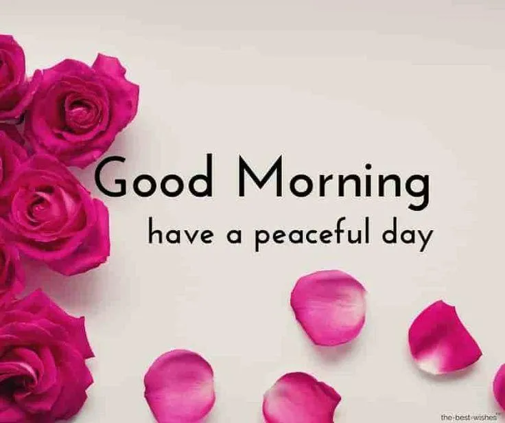 Petals and Morning Quote for a Calm and Joyful Start