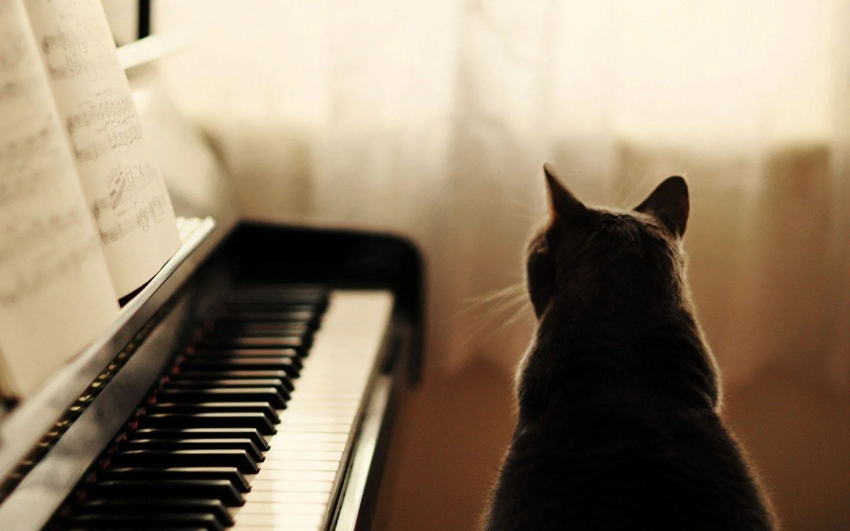 Piano and Cat Capturing Peaceful Romantic Moment Wallpaper