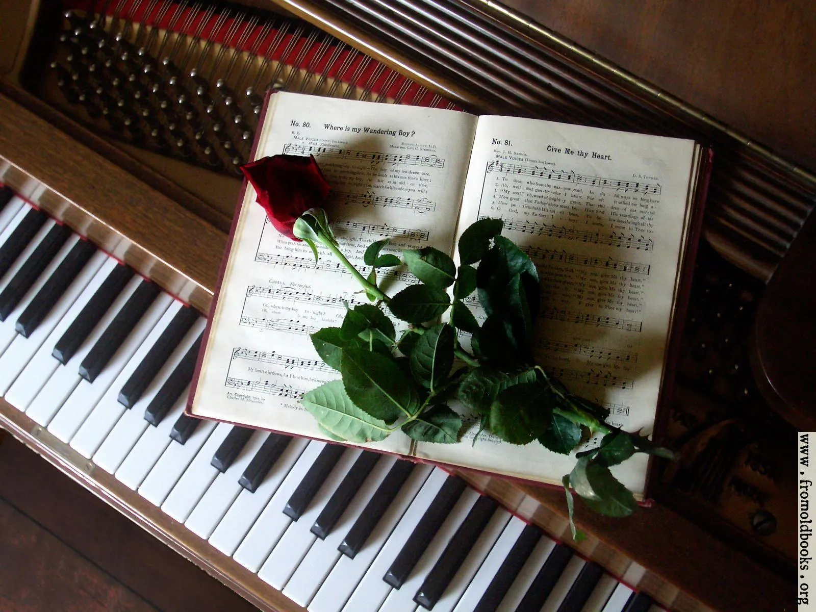 Piano Keys with Rose Representing Timeless Love Wallpaper