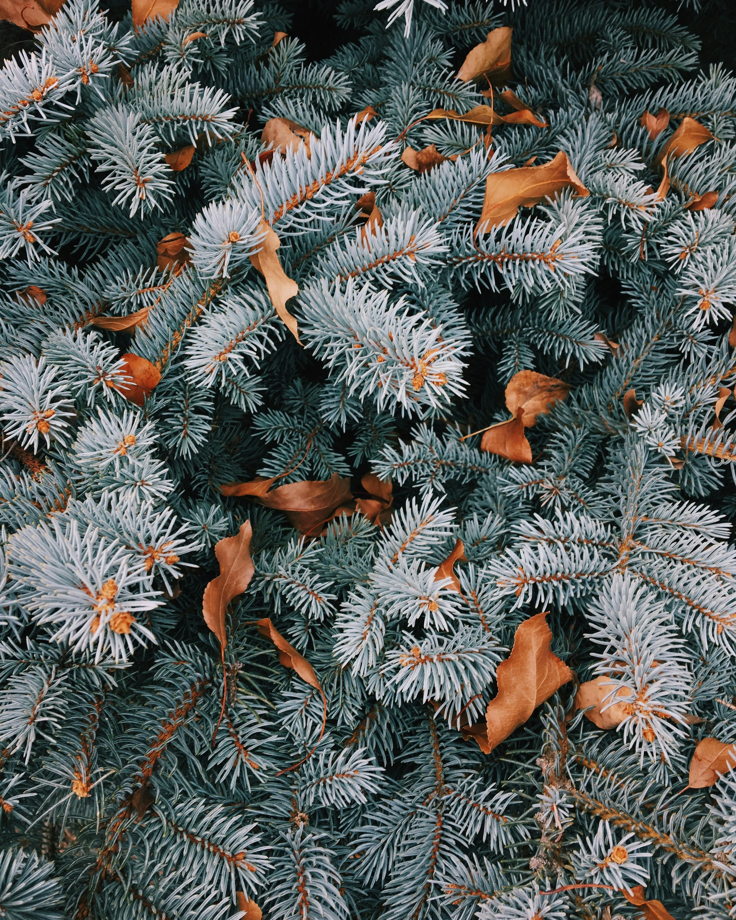 Pine Branches with Cones Reflect Calm Winter Love Wallpaper