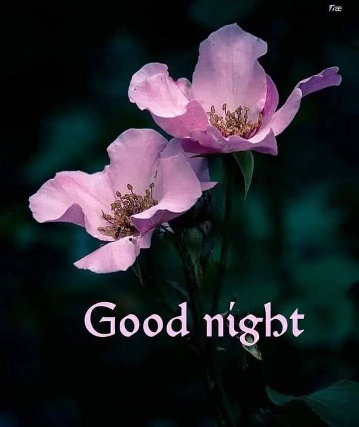 Pink Blossoms Say Good Morning with a Fresh Feeling