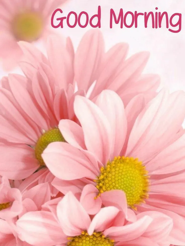 Pink Chrysanthemum and Soft Text Say Good Morning Photo