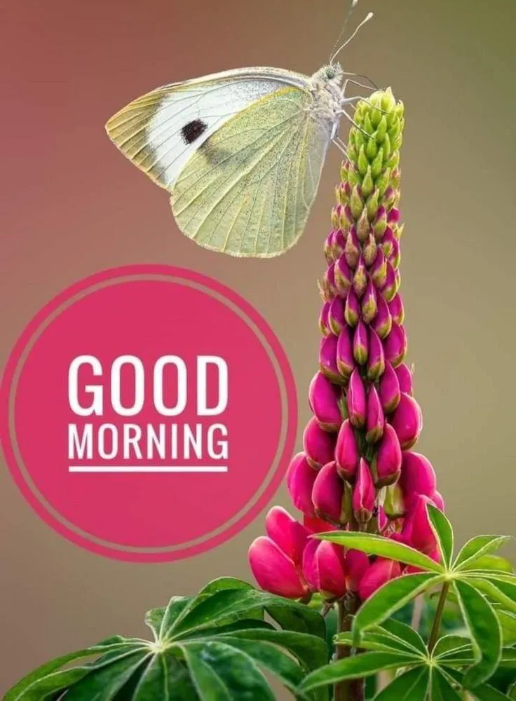 Pink Floral Design on Bright Background with Morning Text