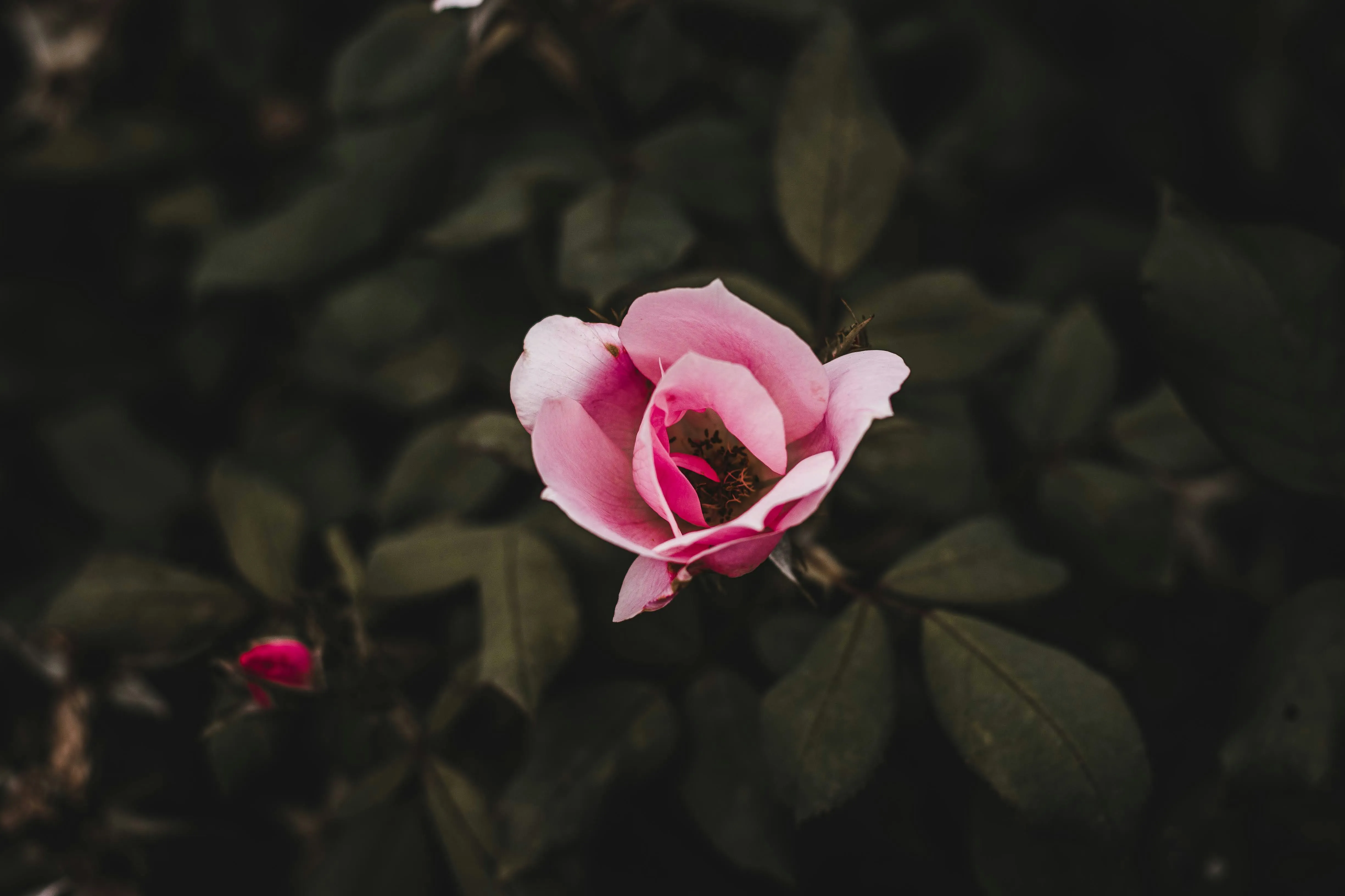 Pink Flower Blooming Symbolizing Deep Affection Wallpaper