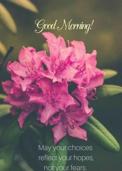 Pink Flower with Morning Dew and Good Morning Message