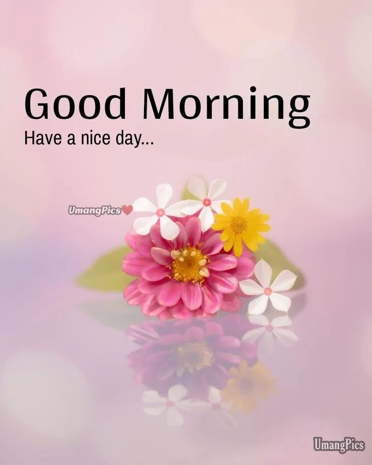 Pink Flowers and Good Morning Text Free Hd Wallpaper