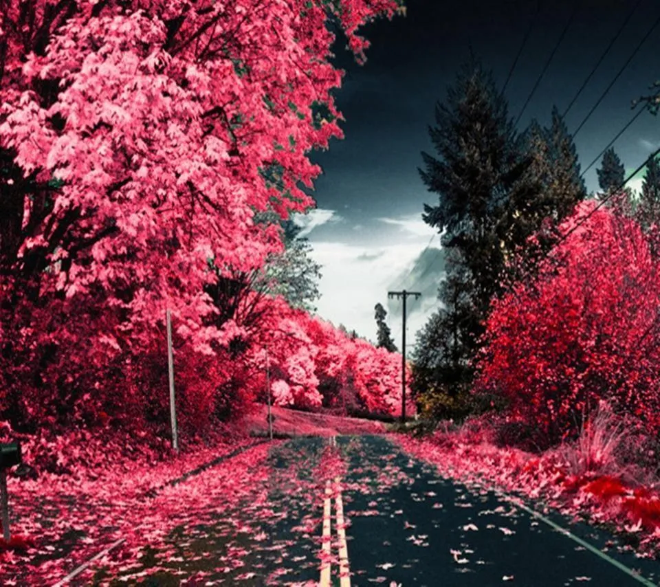 Pink Pathway Through Trees Creating Dreamy Ambience