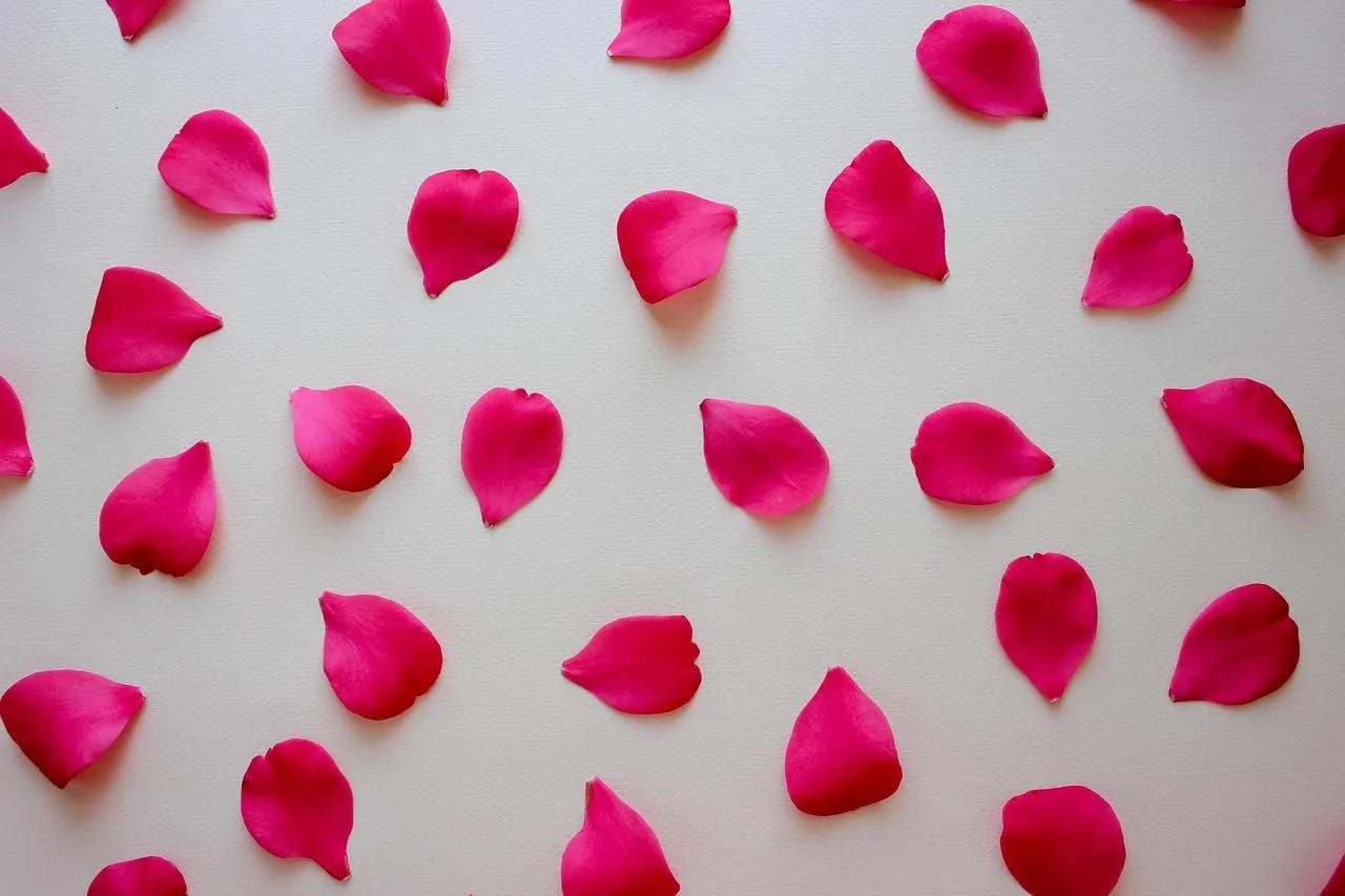 Pink Petals Spread Across White Romantic Background
