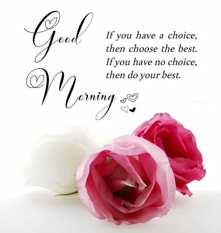 Pink Rose and Elegant Good Morning Quote on White Background