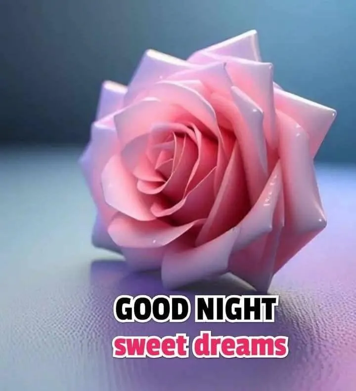 Pink Rose and Soft Background for a Dreamy Good Night