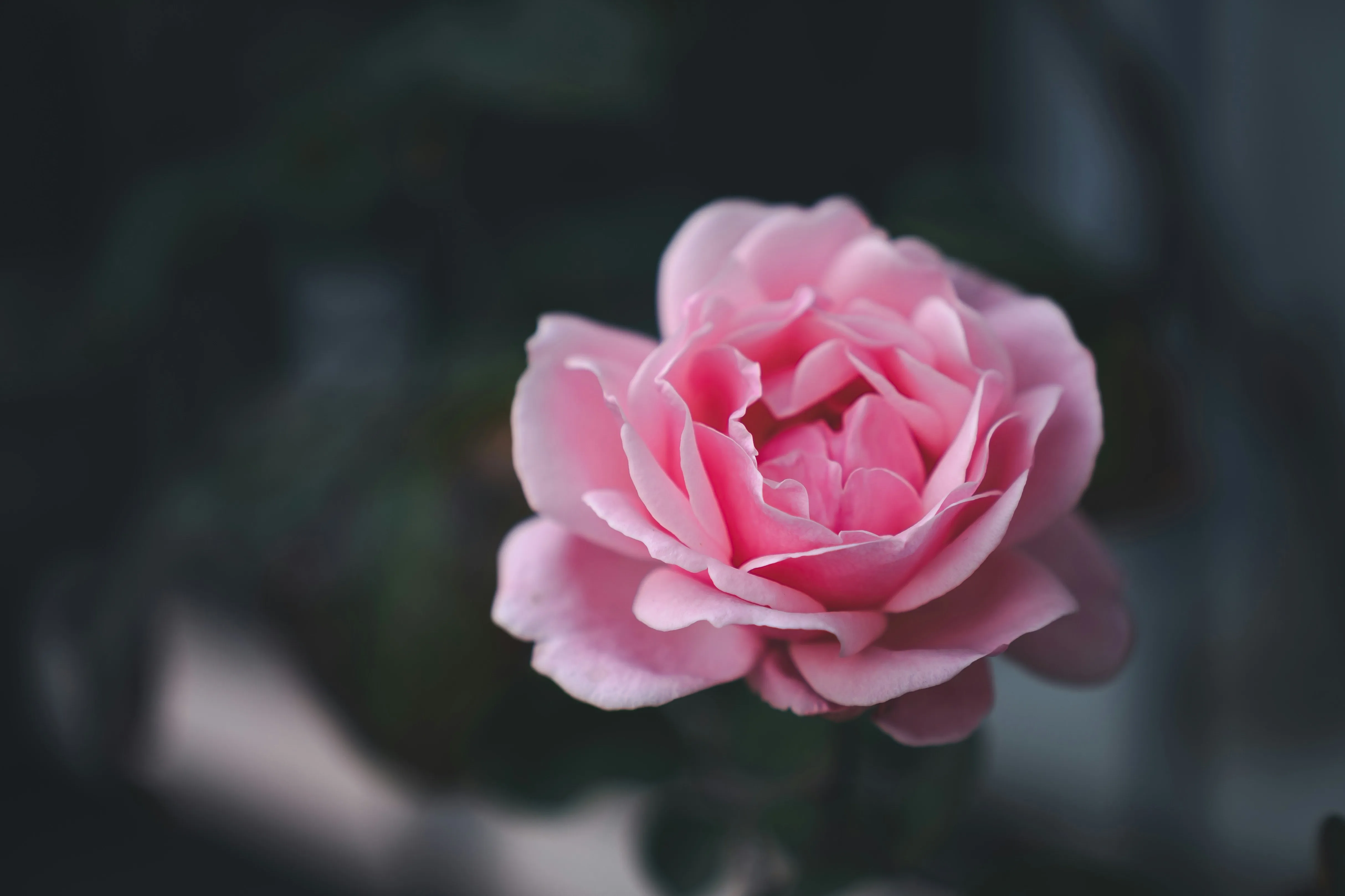Pink Rose Closeup Capturing Soft Devotion Wallpaper