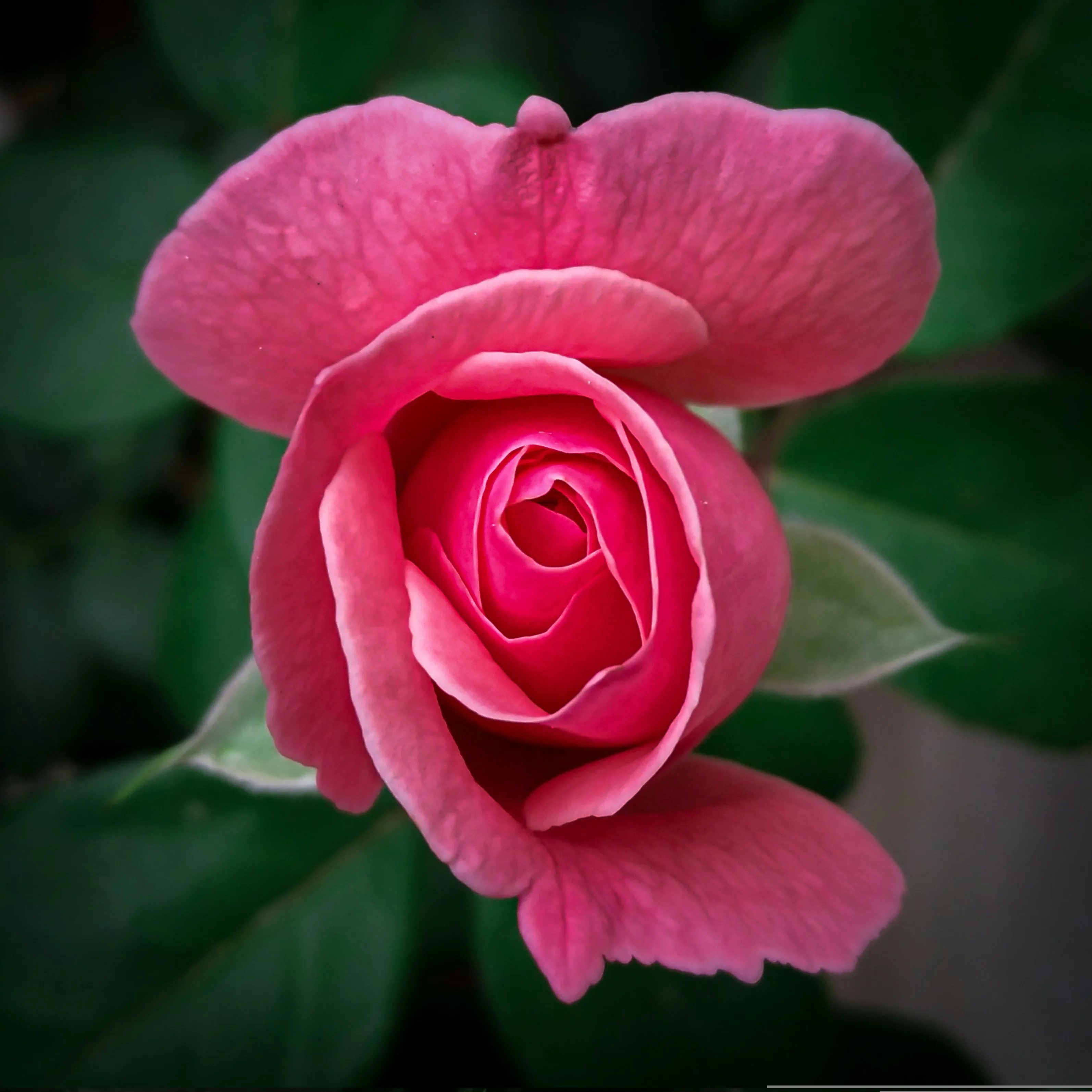 Pink Rose Closeup Showing Romantic Beauty Wallpaper