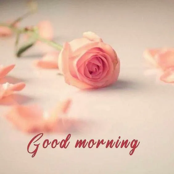 Pink Rose on Soft Background with Good Morning Words