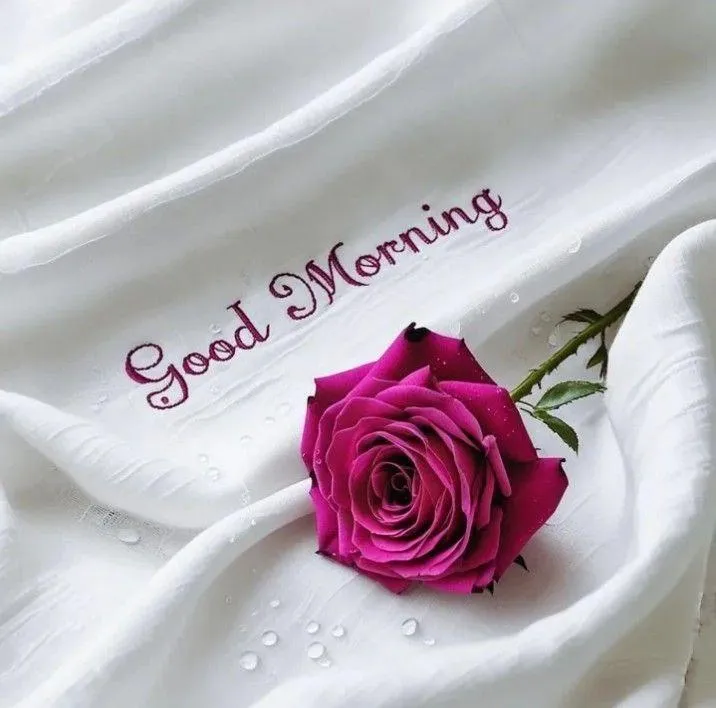 Pink Rose on White Fabric with Good Morning Words Wallpaper