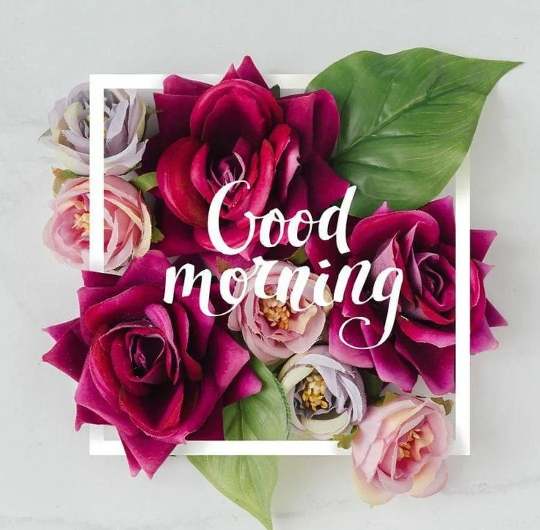 Pink Rose Wishing You a Graceful and Joyful Good Morning