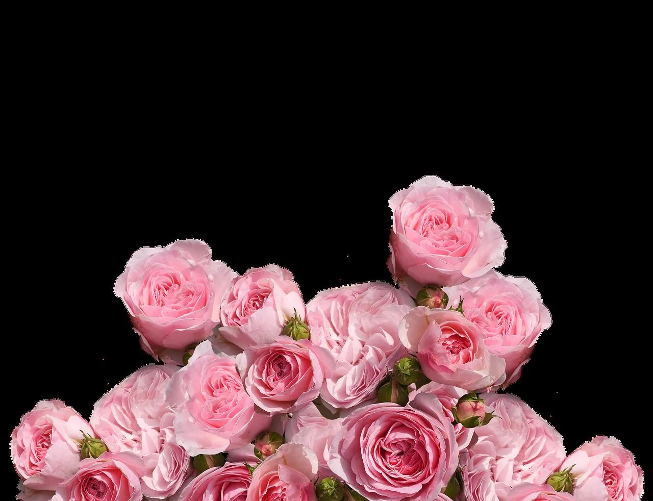Pink Roses Forming a Soft Heart of Gentle Love Wallpaper