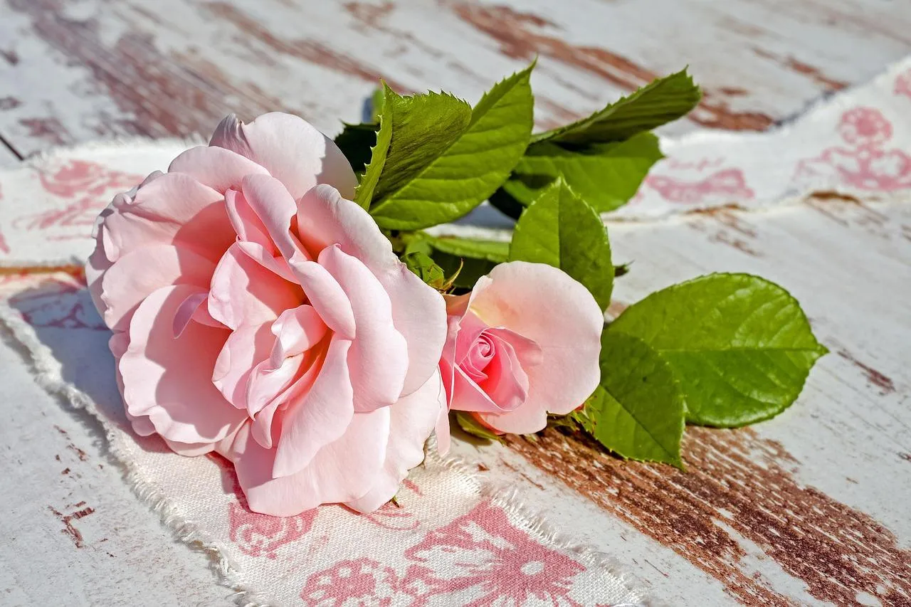 Pink Roses on Wooden Table Expressing Gentle Love Wallpaper