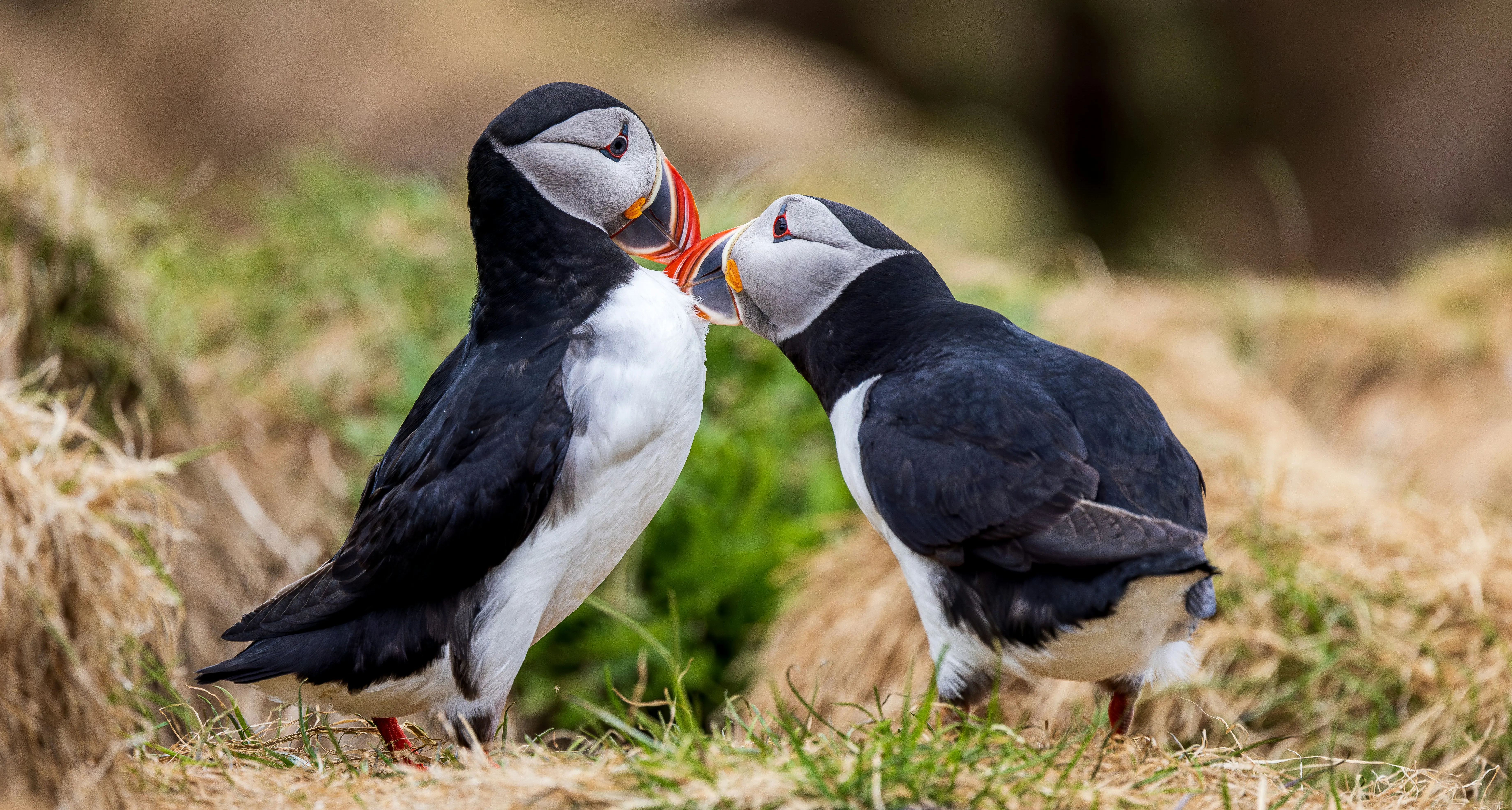 Puffin Birds Standing Together in Loving Harmony Wallpaper