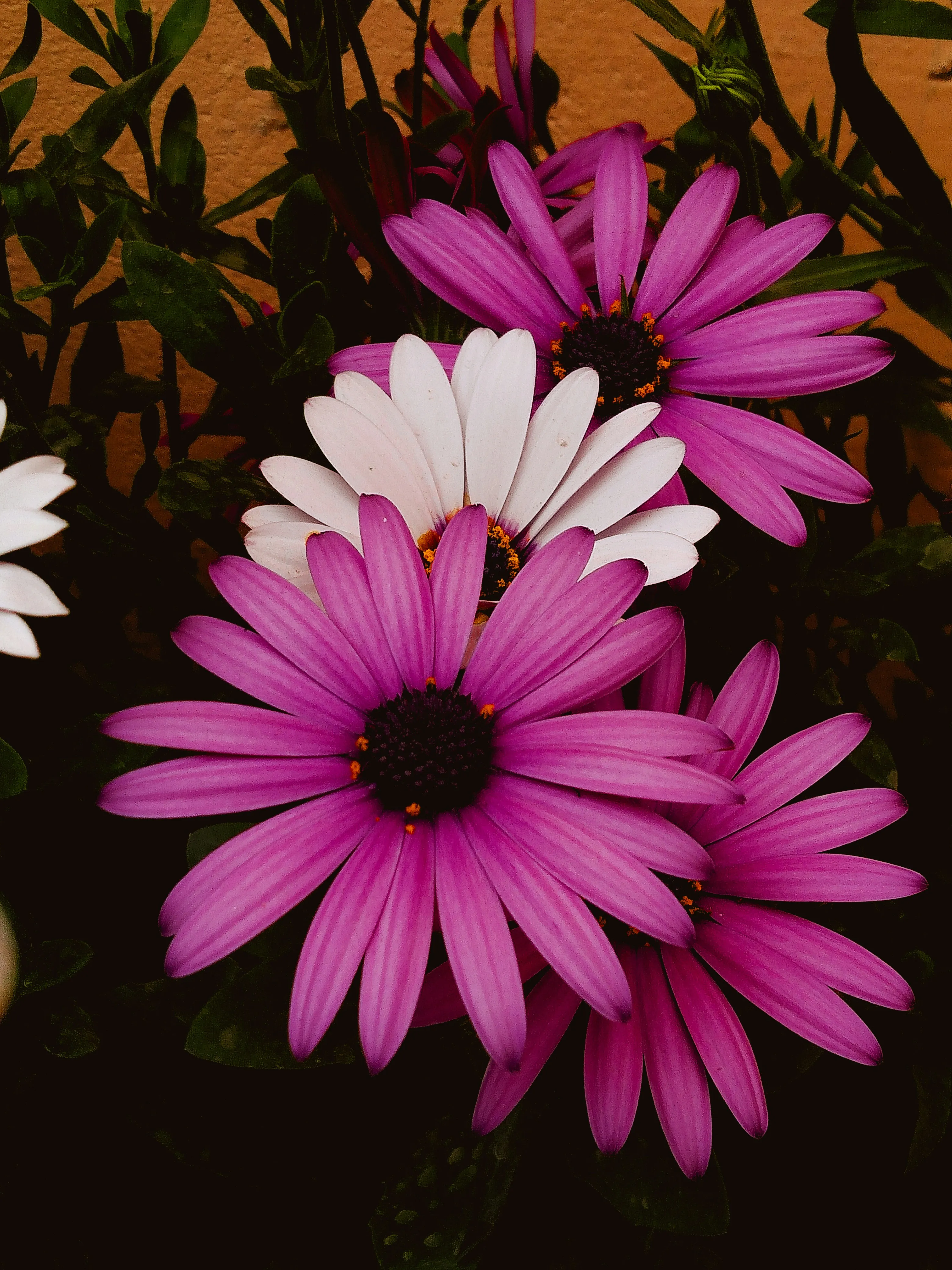 Purple and White Flowers Blooming in Soft Light Wallpaper