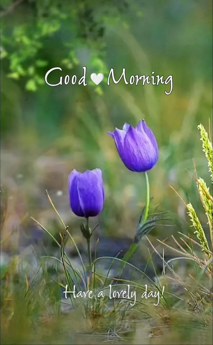 Purple Flower Blooming with Cheerful Morning Wishes