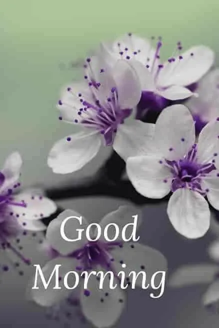 Purple Flowers Creating a Peaceful Morning Mood Image