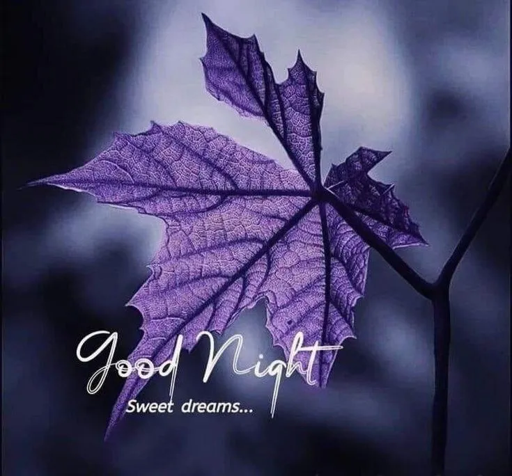 Purple Leaf Morning Mood with Text on Dark Background