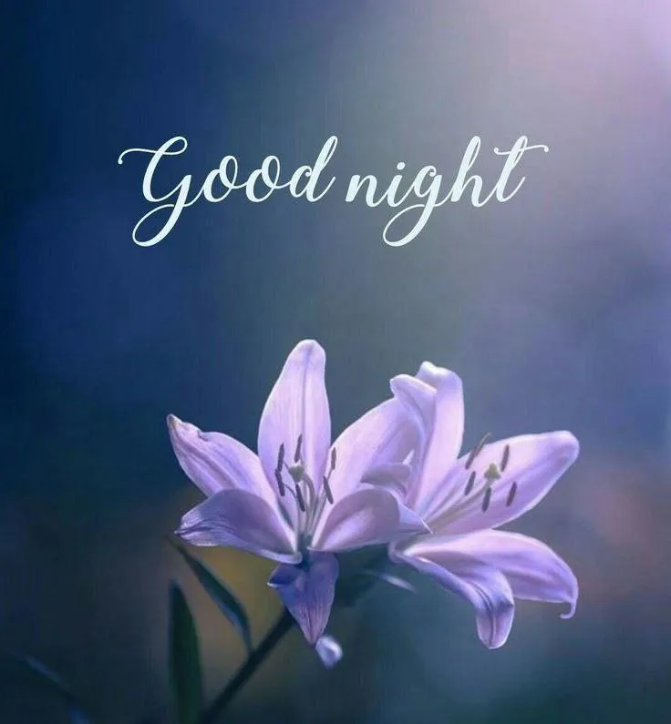 Purple Petals and Moonlight Say Good Night to You Wallpaper