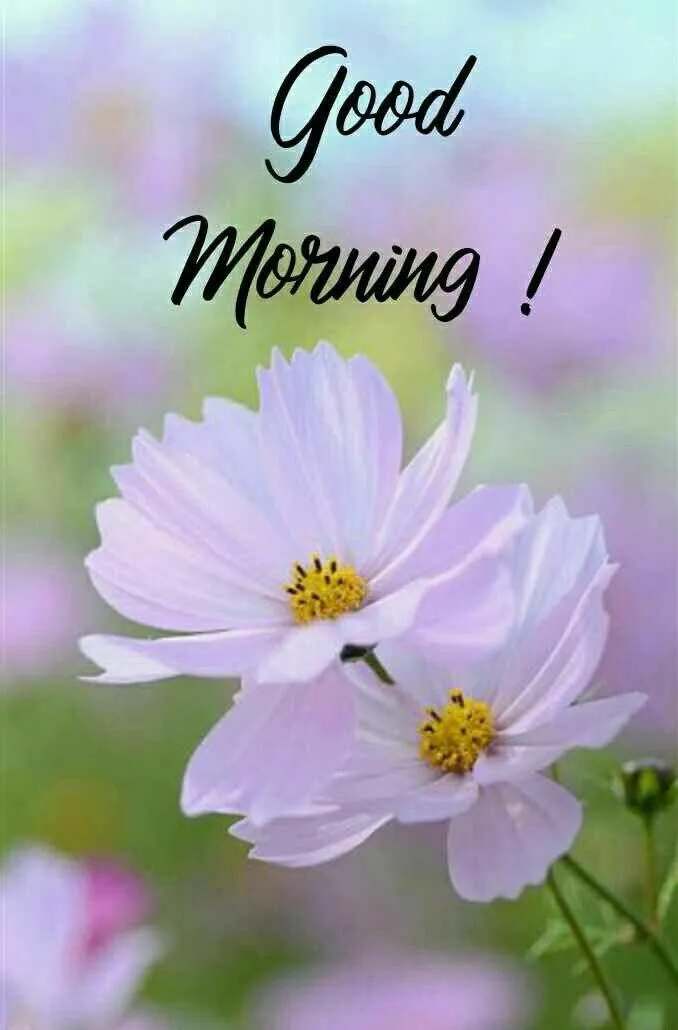 Purple Petals with Morning Light and Dew Greeting Wallpaper